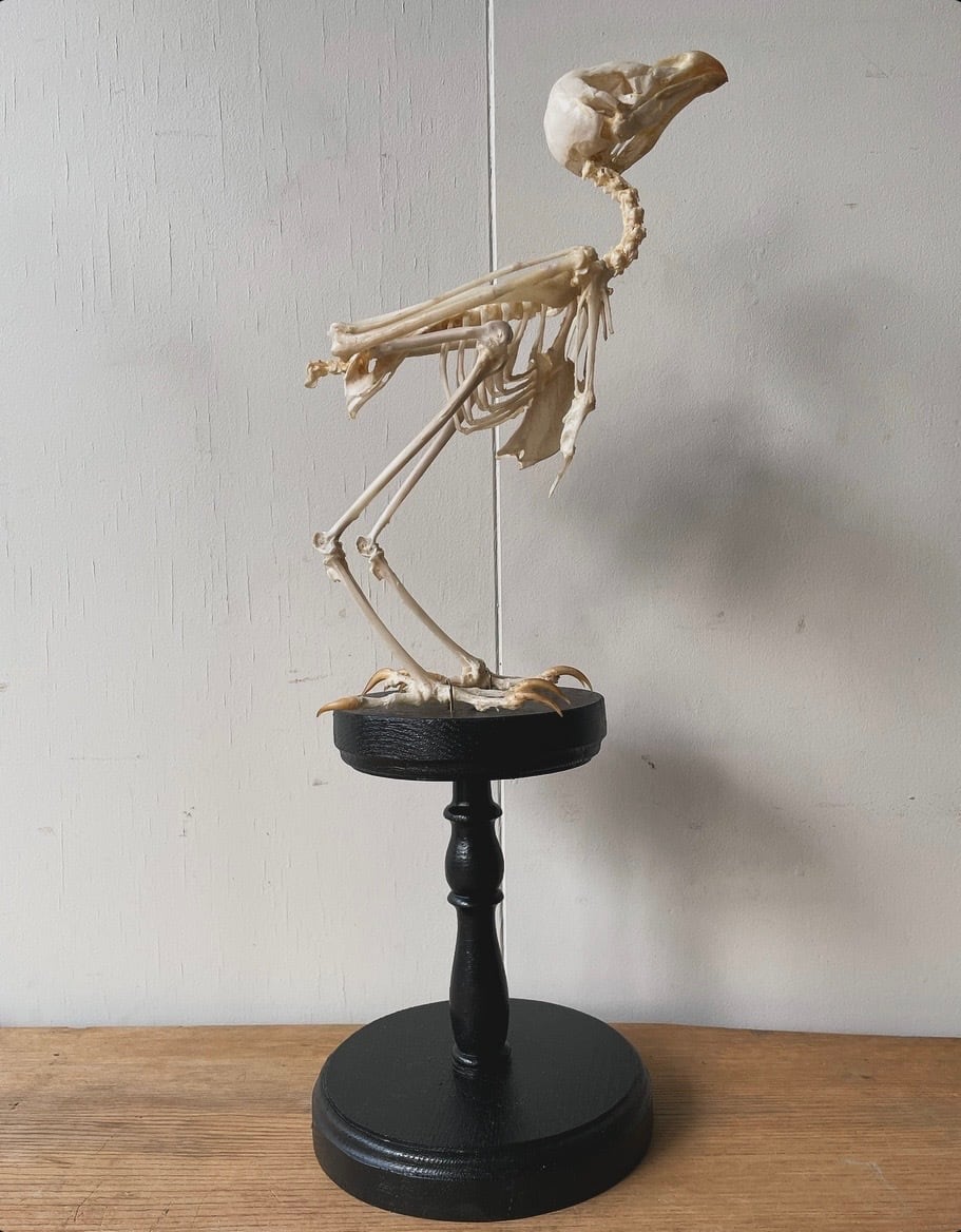 メンフクロウの骨格標本 | Pay ID