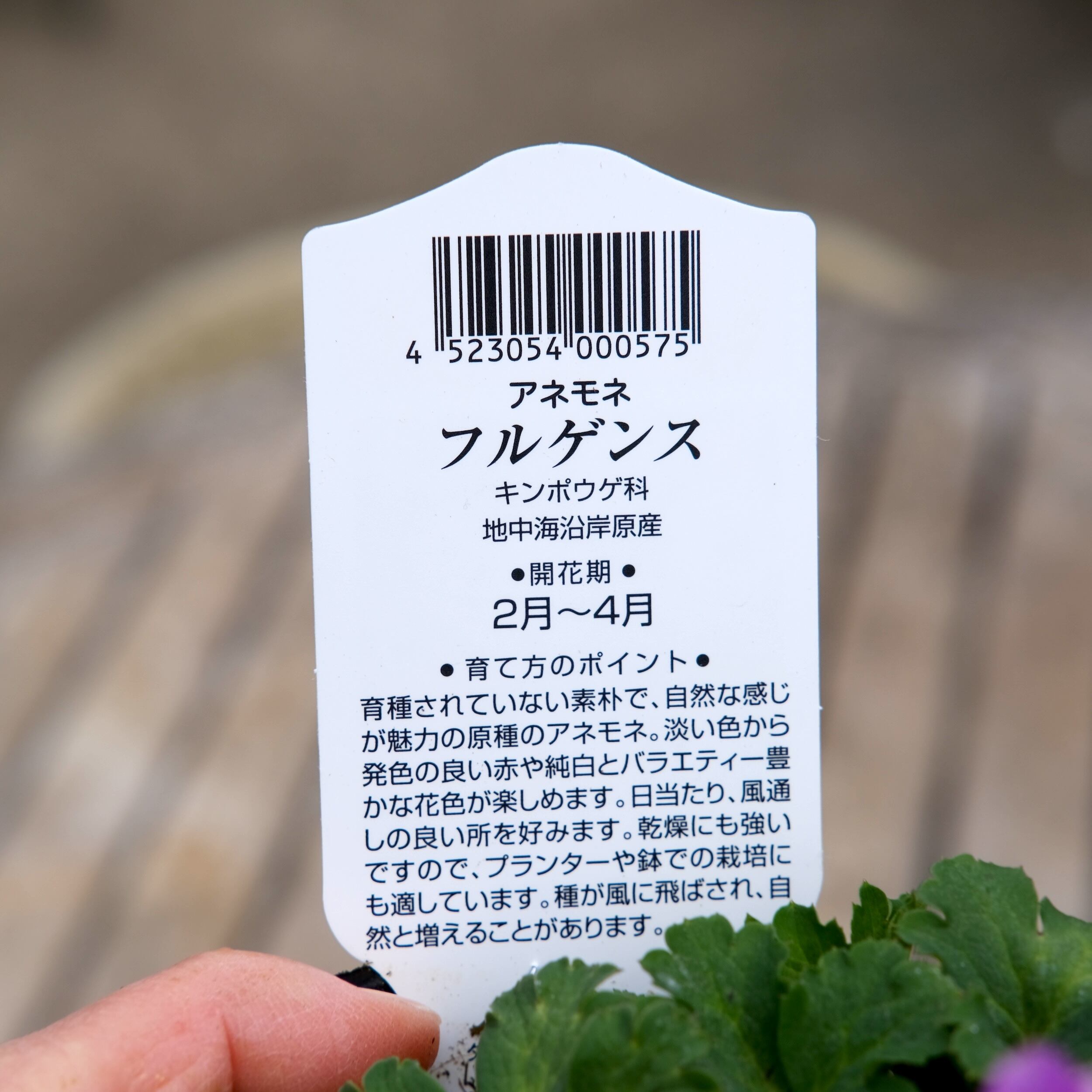 アネモネ 《 フルゲンス 》【見計らい 3苗セット】 （植えっぱなし球根