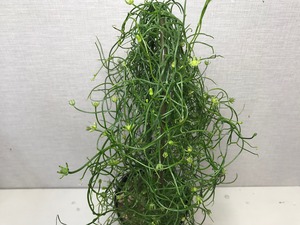 ボウィエア  蒼角殿