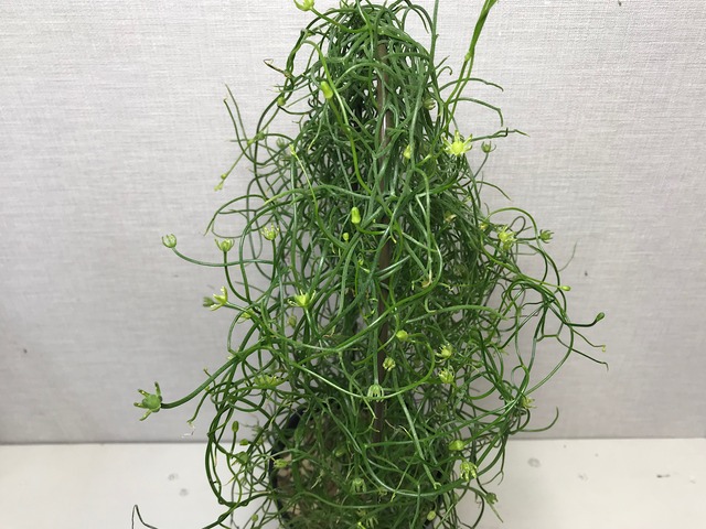 ボウィエア  蒼角殿