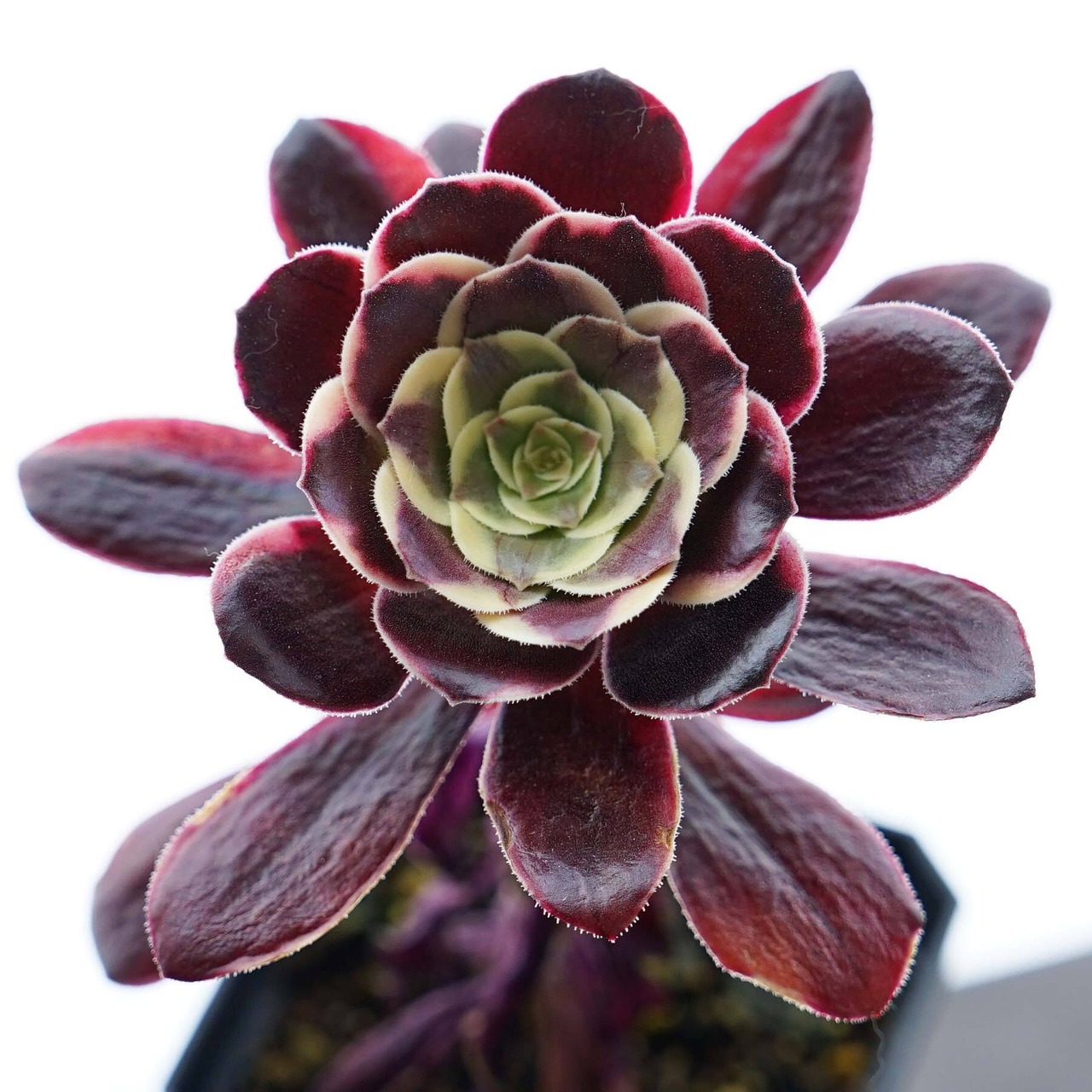 抜き苗 アエオニウム 札落ち（メデューサ？） 単頭 Aeonium sp. ('Medusa'?)