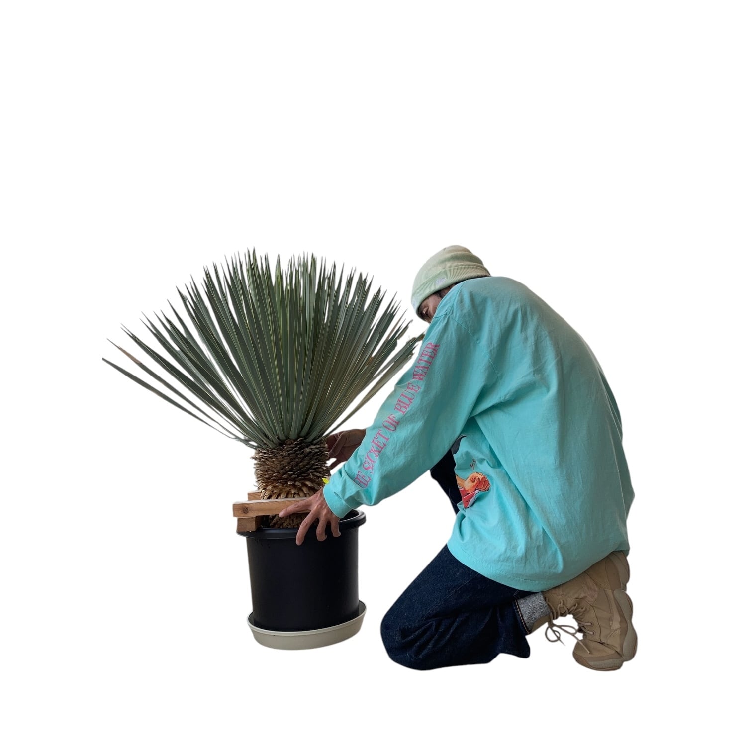 【AL1164】ユッカ　ロストラータ ユッカ・ロストラータ | GABA