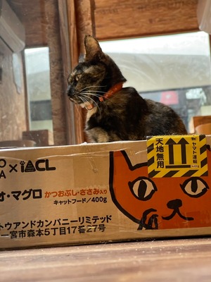 【定期便】「猫庭日和」毎月発送。猫庭支援フォトブック