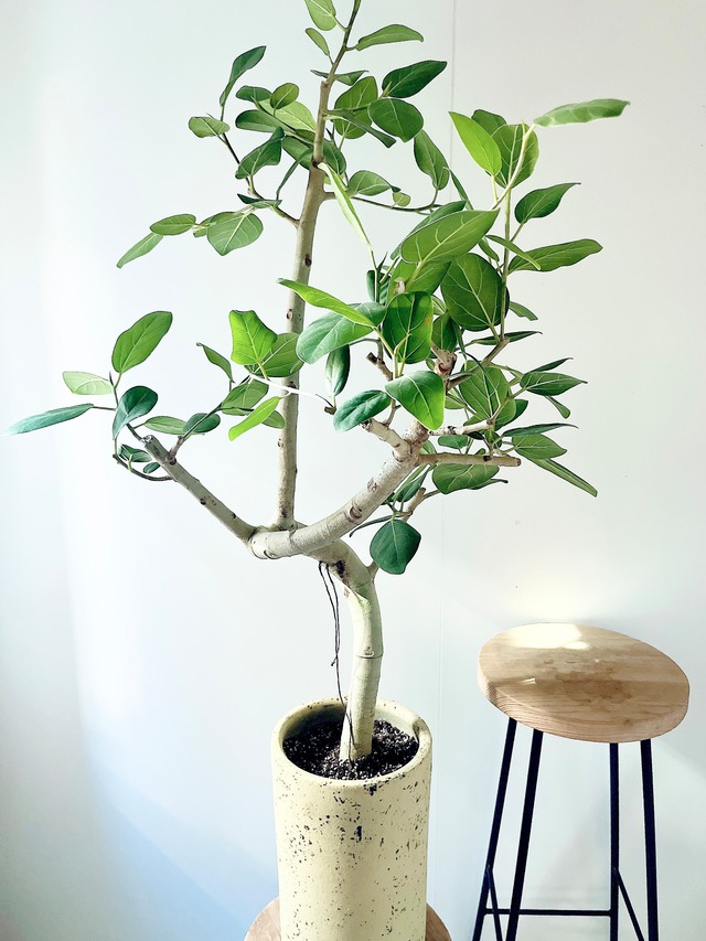 【Art Plants】彫刻のような樹形美 フィカス ベンガレンシス 一点もの  観葉植物 calm cafe