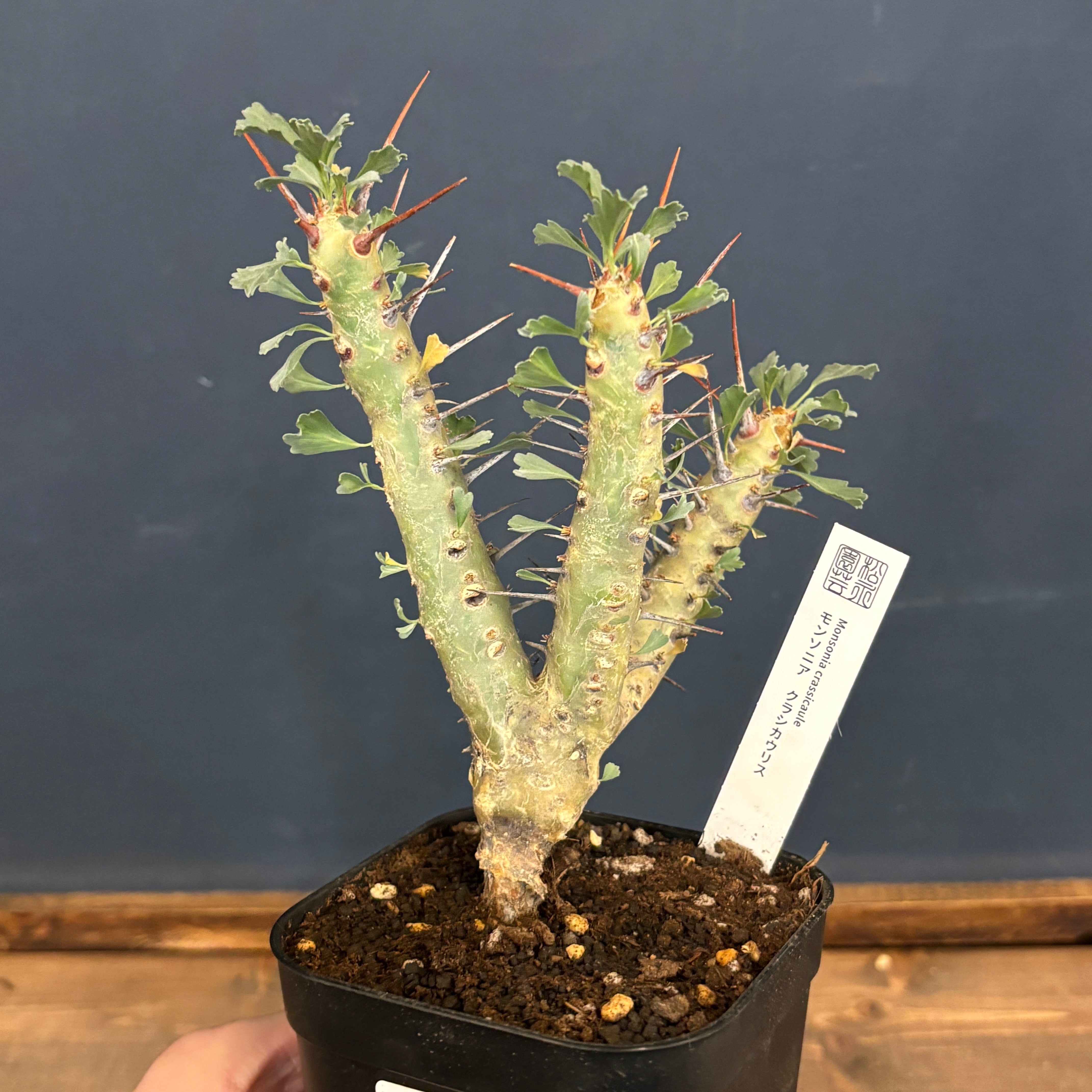 塊根植物 | PROTOLEAF プロトリーフ