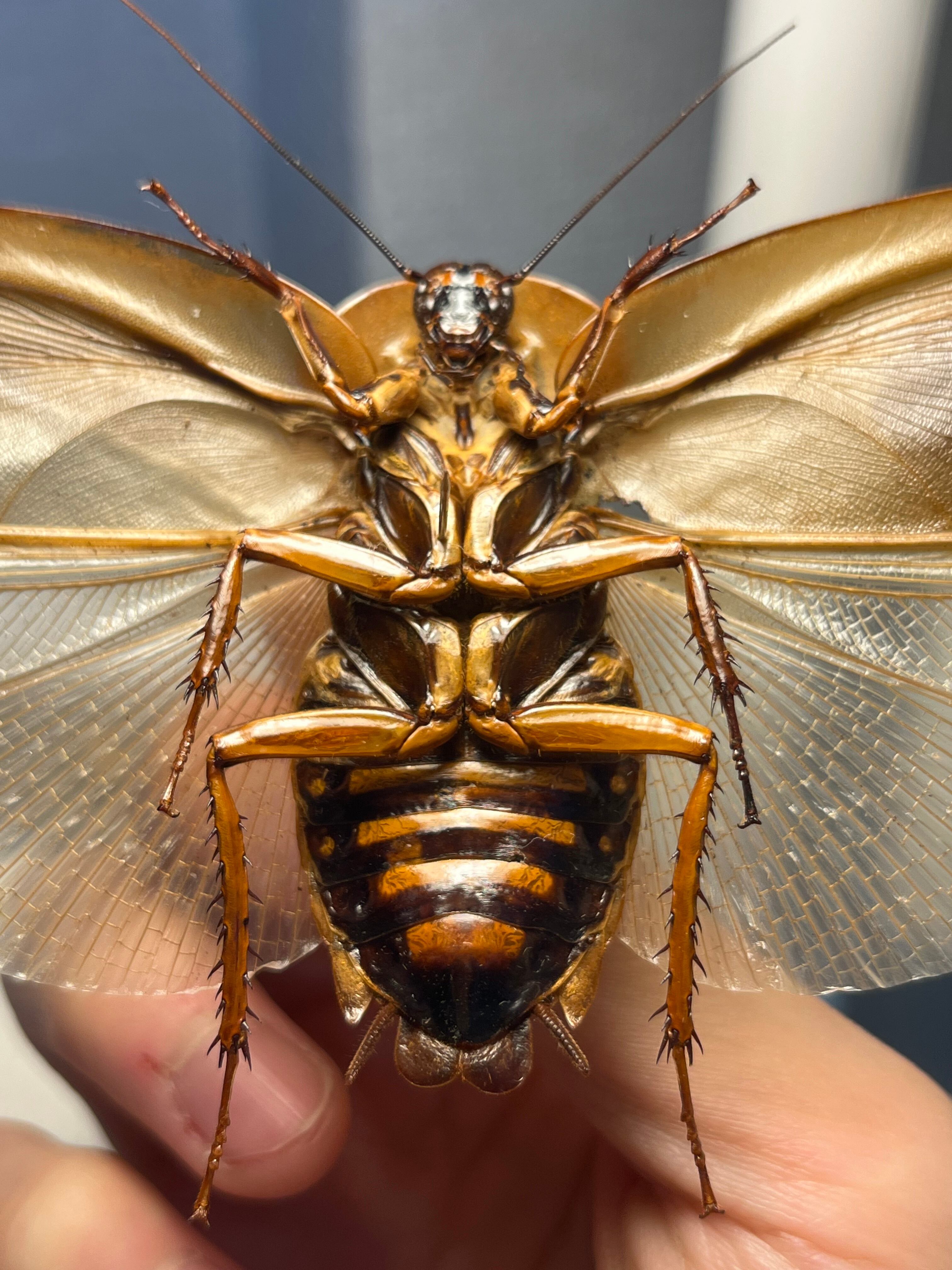 蜚開翅】ブラベルスギガンテウス ゴキブリの標本 レッドローチデュビア