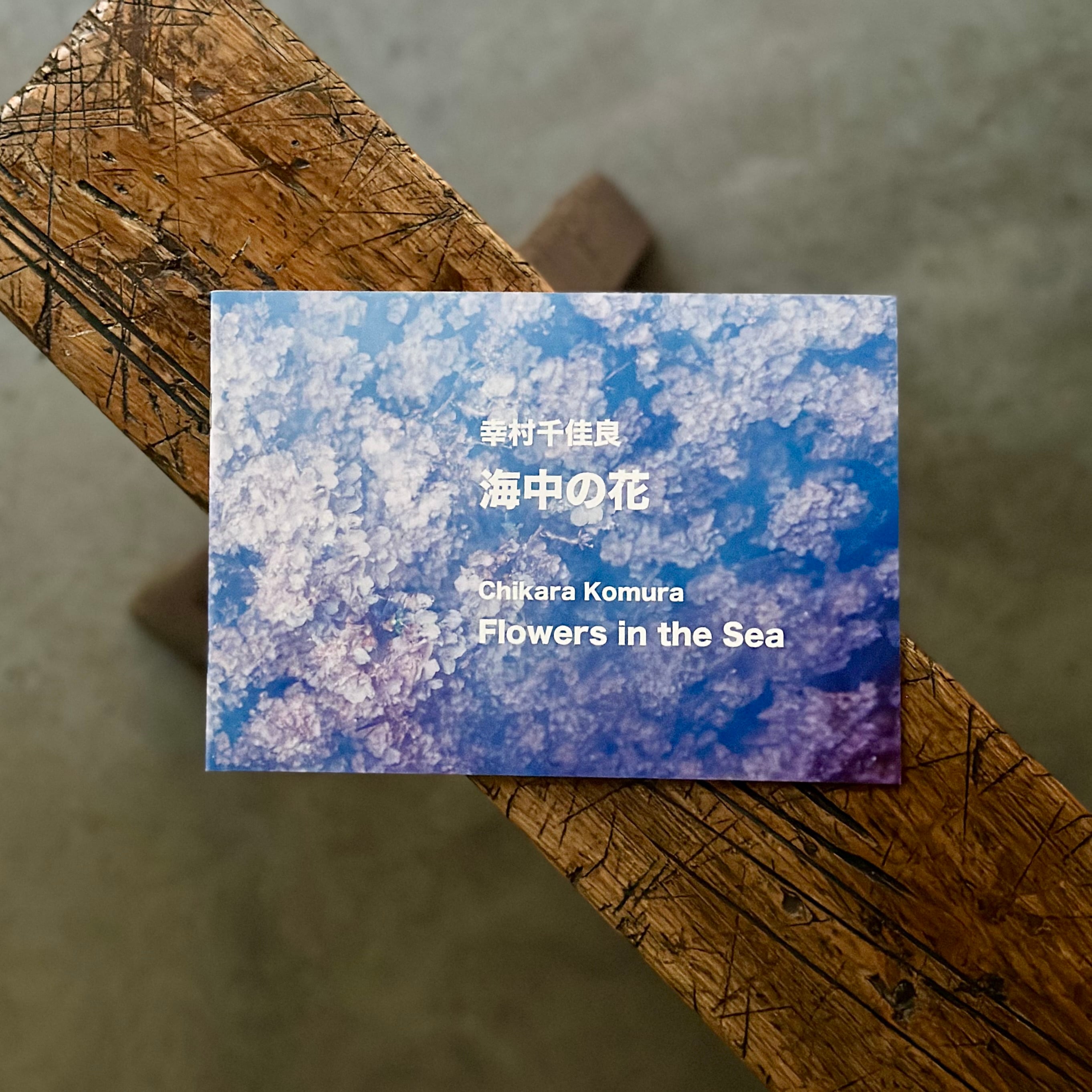 幸村千佳良／海中の花