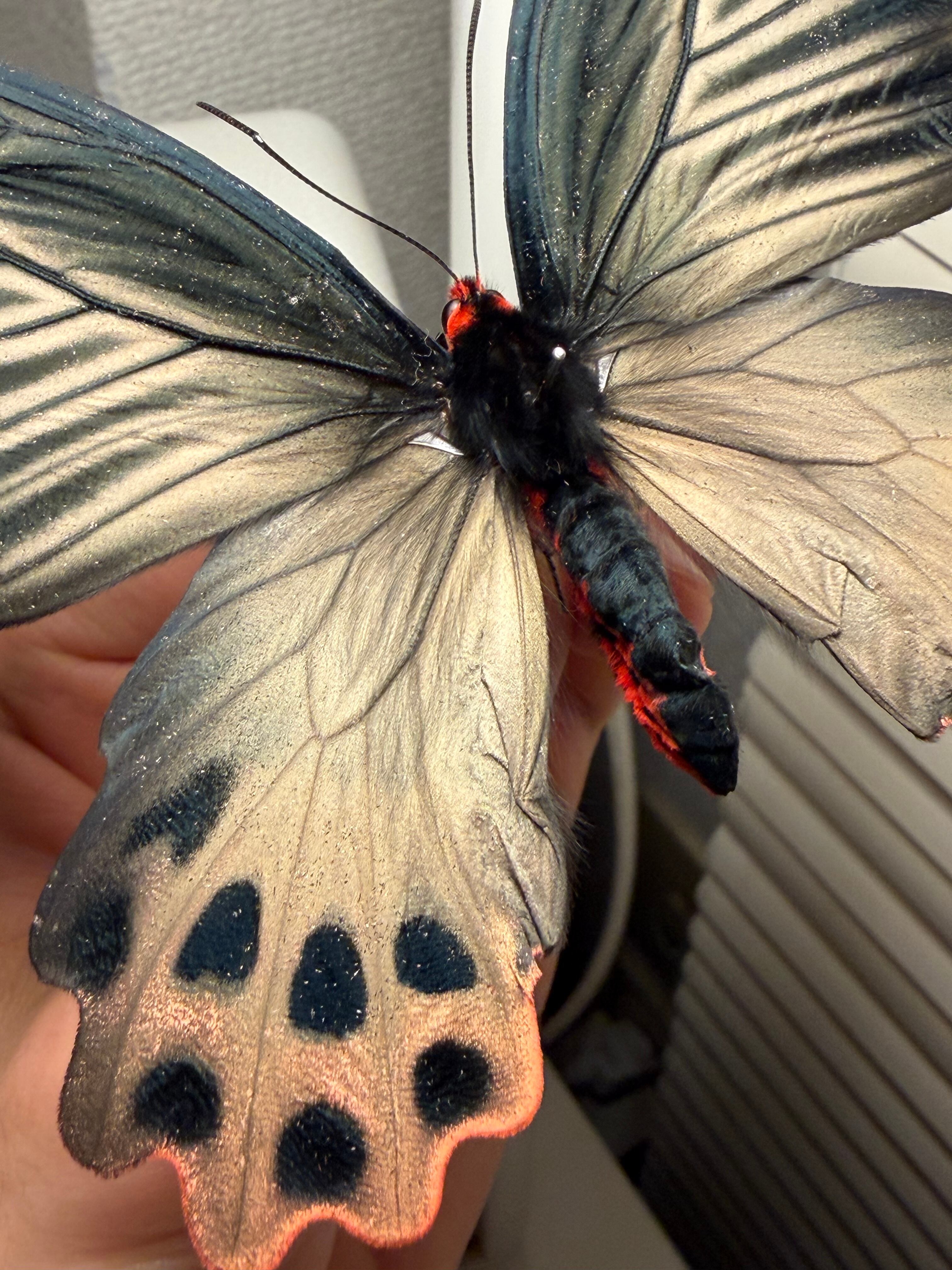 表展翅♀】アケボノアゲハ Atrophaneura horishana 標本 Papilio 蝶 表展翅♀】アケボノアゲハ Atrophaneura horishana 標本 Papilio 蝶