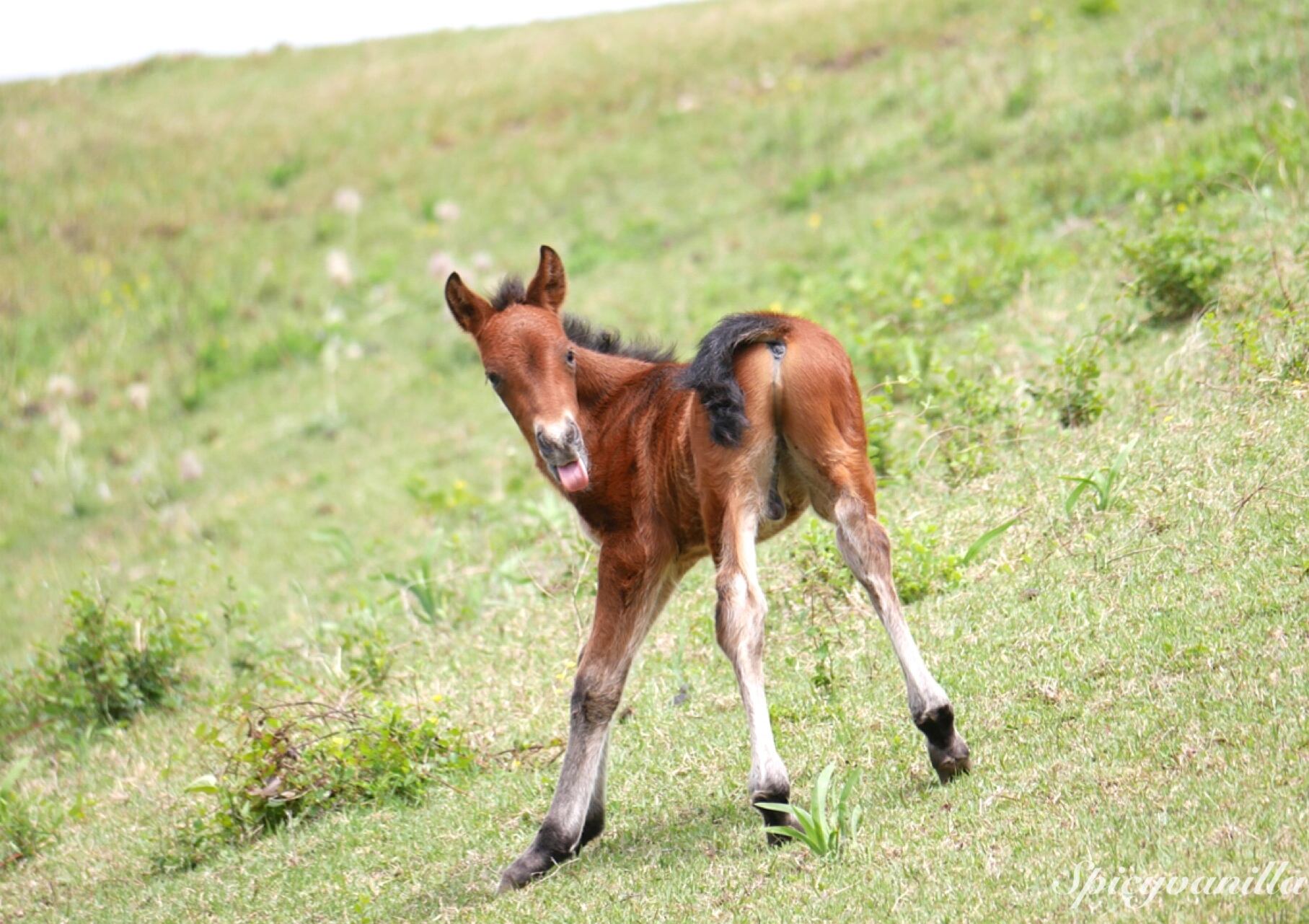 14】仲良し親子 | ◇◇◇御崎馬守り隊◇◇◇