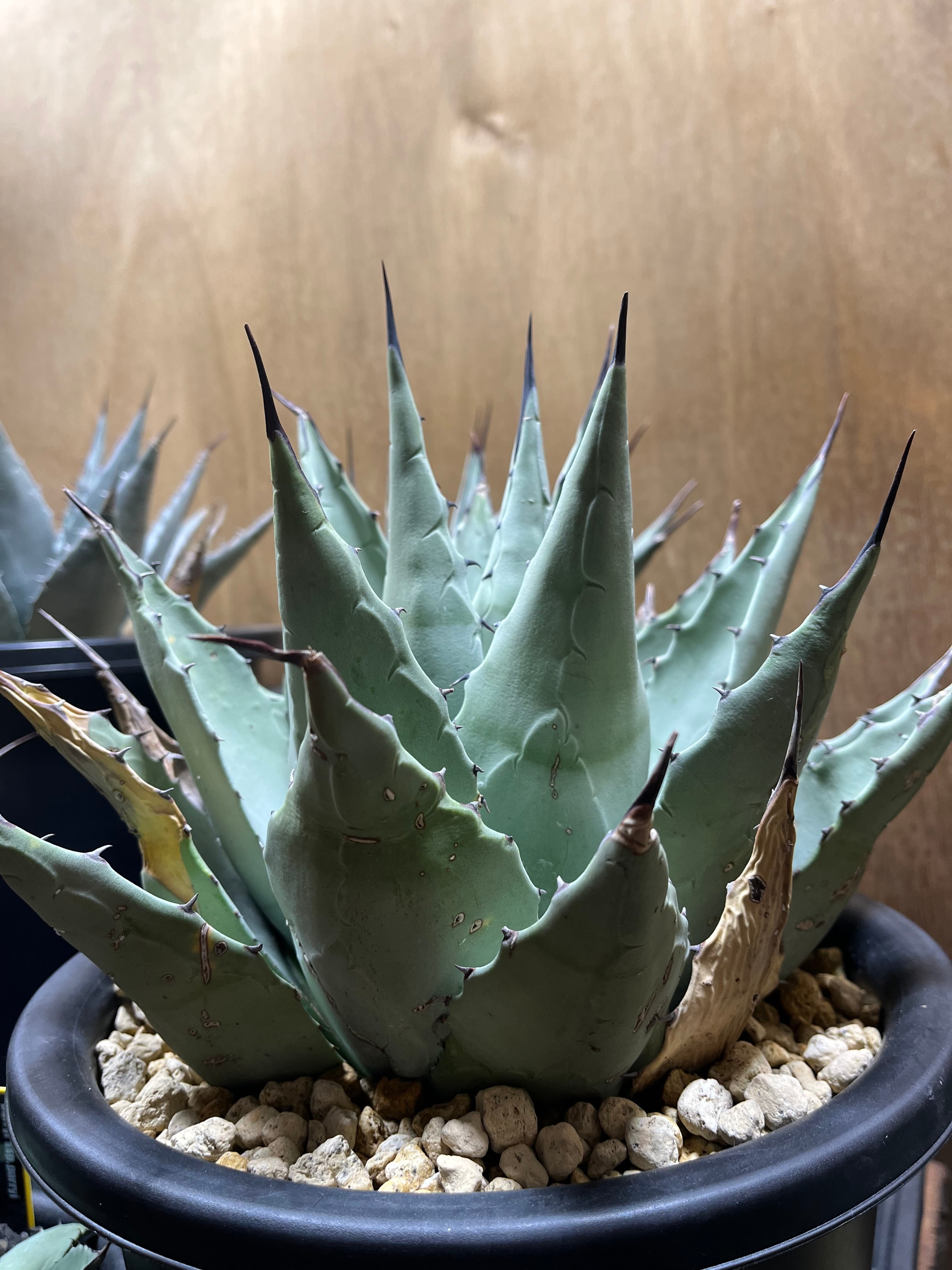 アガベ ネオメキシカーナ 【公式通販】