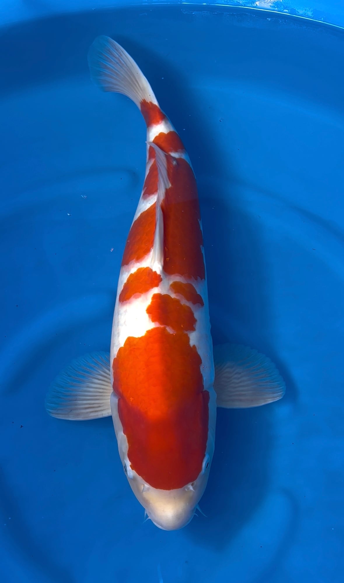 錦鯉の休日』面割、昭和三色！藤田産、42cm