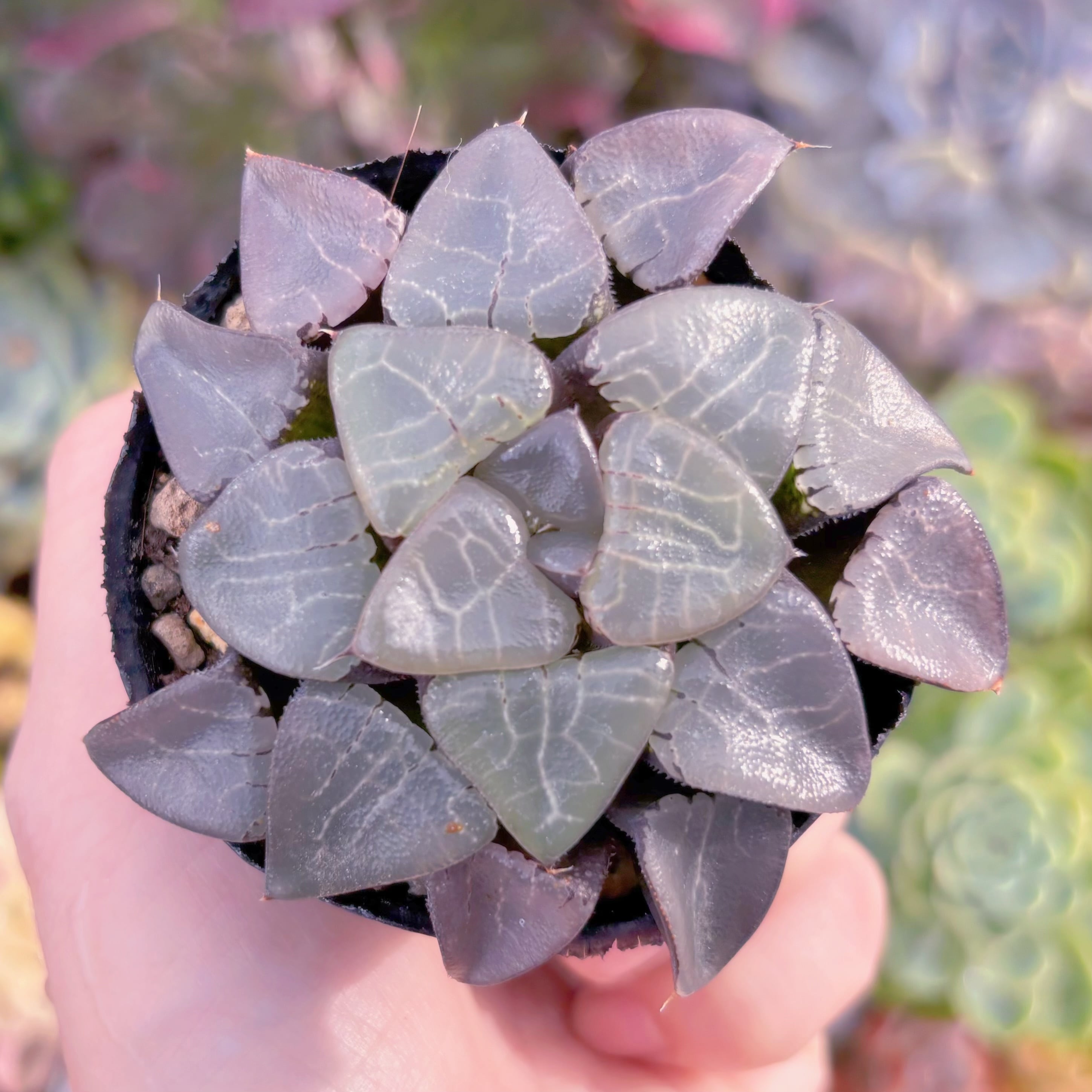 多肉植物　ハオルチア　スノーフレーク　発根済み 多肉植物 ハオルチア スノーフレーク 2株 発根済み