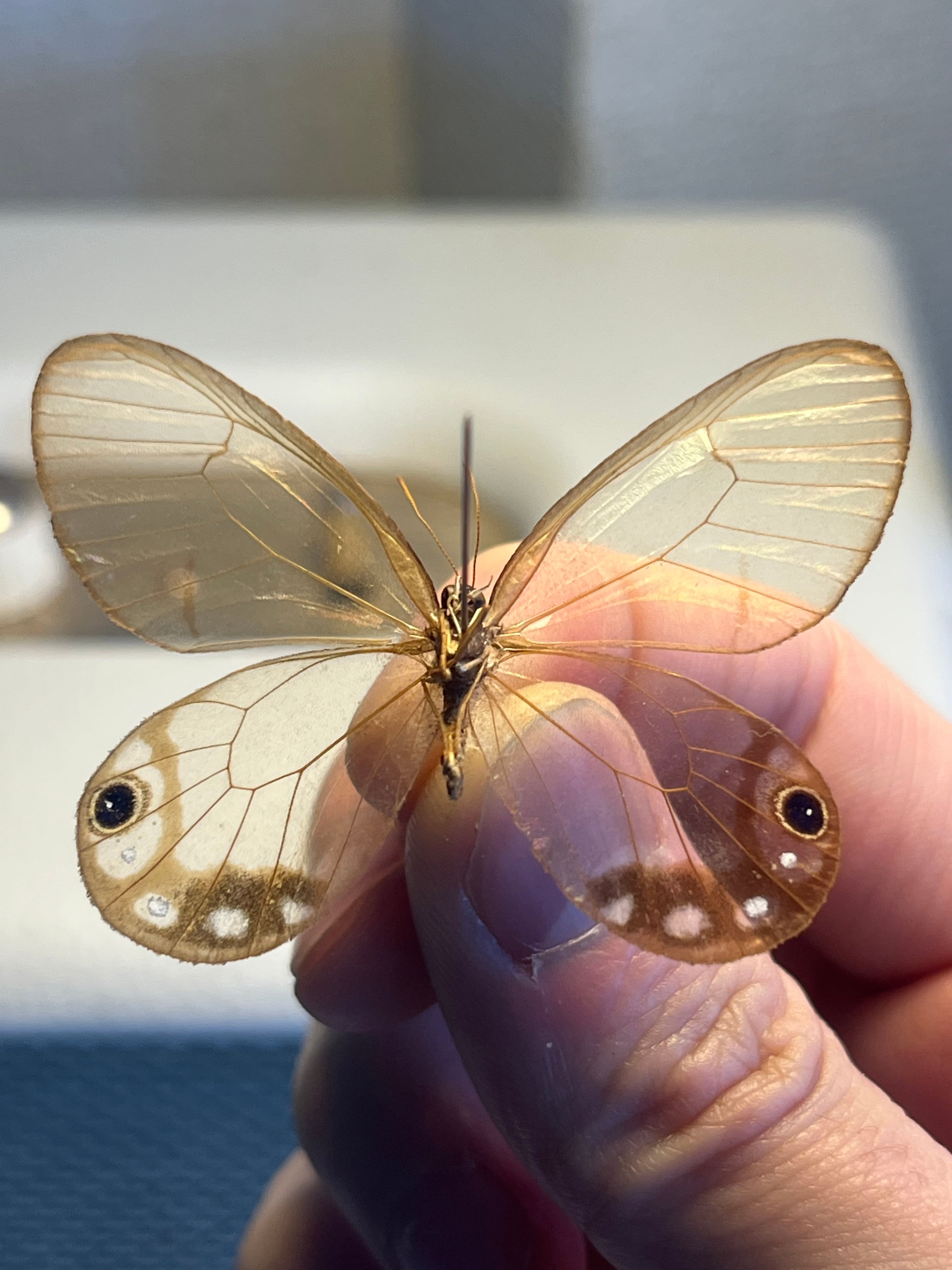 属内最高峰】ルリモンスカシジャノメ アンドロメダスカシジャノメ