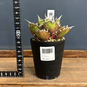 【選抜株】アガベ チタノタ シーザー【986】