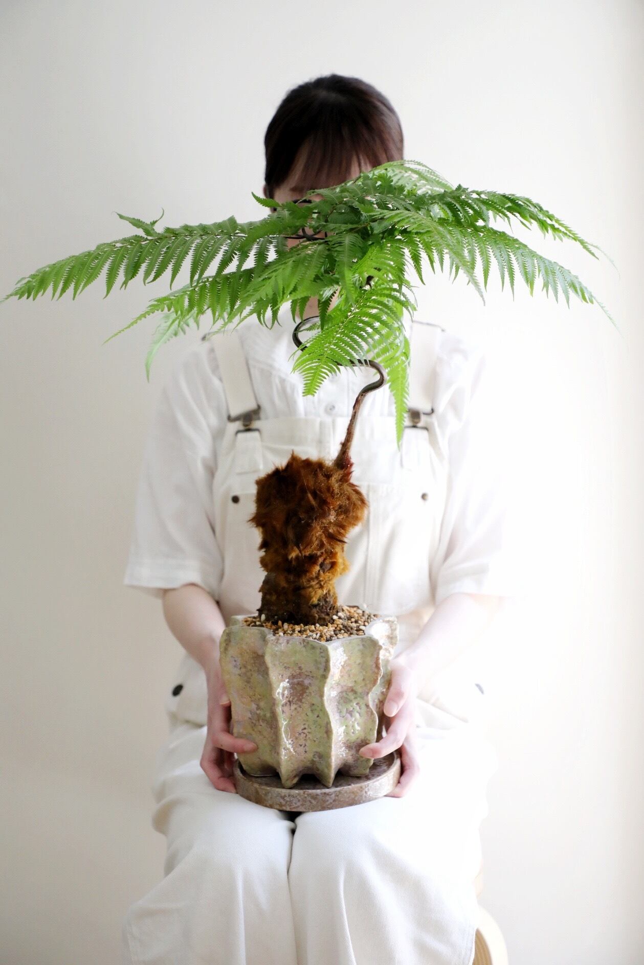 M】金毛狗-キンモウコウ-/Golden chicken fern | 【厳選植物・器