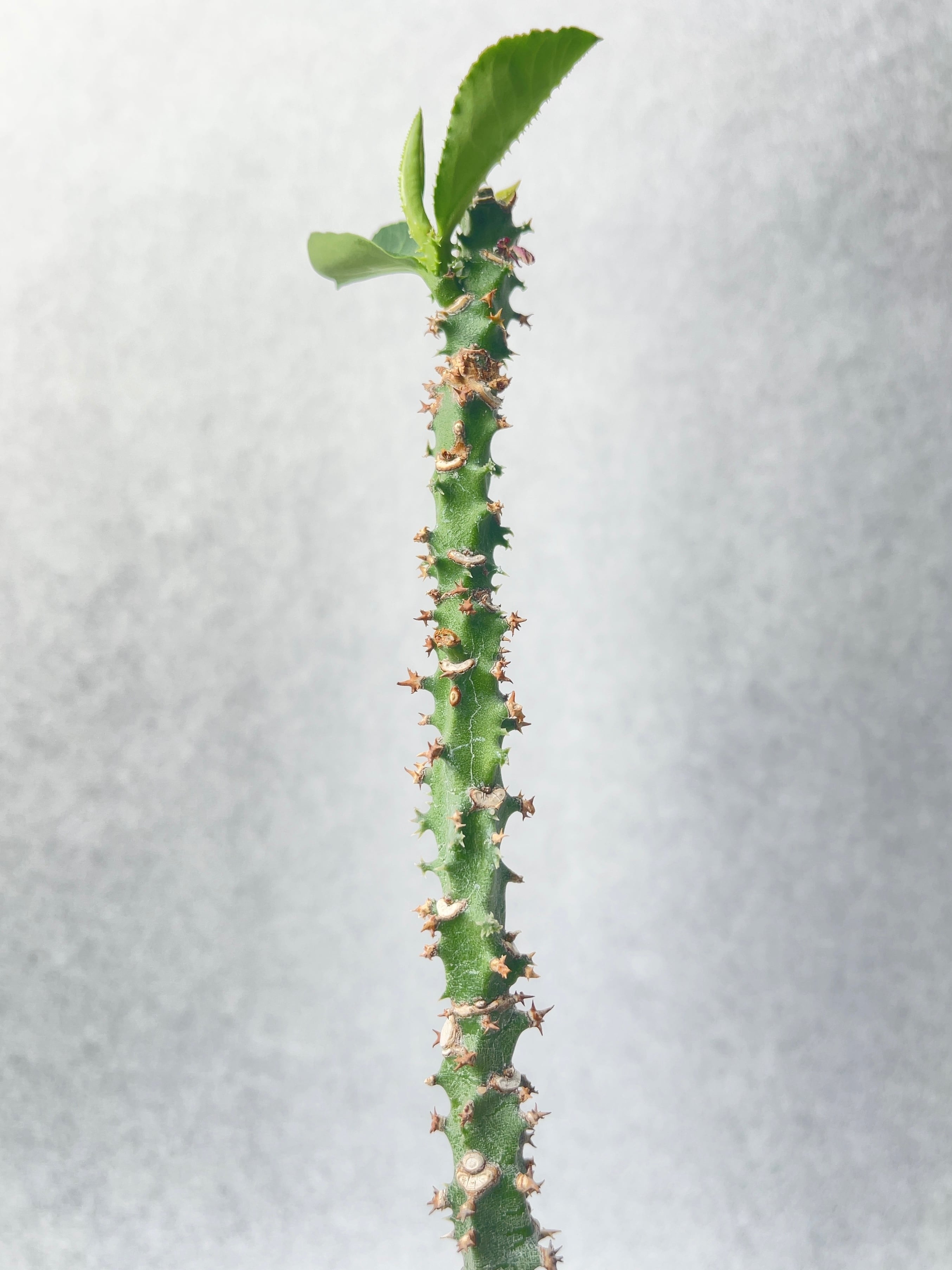 モナデニウム・マグニフィカム | trigger