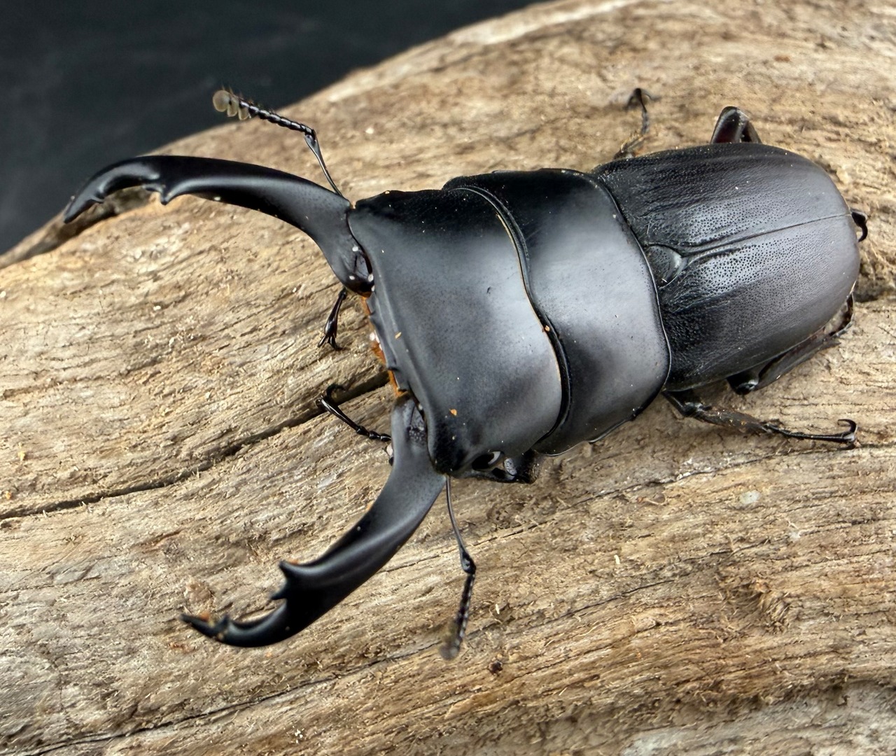 【WD】《ハンステインヒラタ原名亜種 46mm ペア》