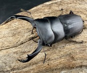 【WD】《ハンステインヒラタ原名亜種 46mm ペア》