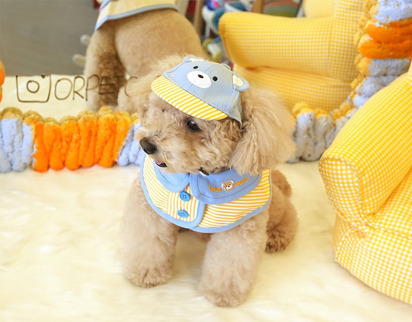 bear cape ball cap set / 犬用 帽子 ケープ バンダナ スカーフ アクセサリー ドッグウェア ペット用 cap 被り物 お揃い お出かけ