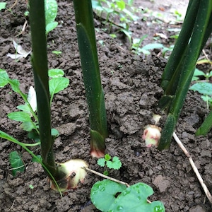 定期便（２ヶ月に一回）土佐一　囲い生姜1kg　定期便（ふた月に一回）