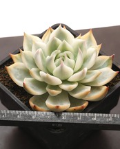 【PREMIUM】 鉢植え  エケベリア チワワエンシス錦 陰陽 全周斑化【1本限定】 Echeveria chihuahuaensis 'Yin Yang Variegated'
