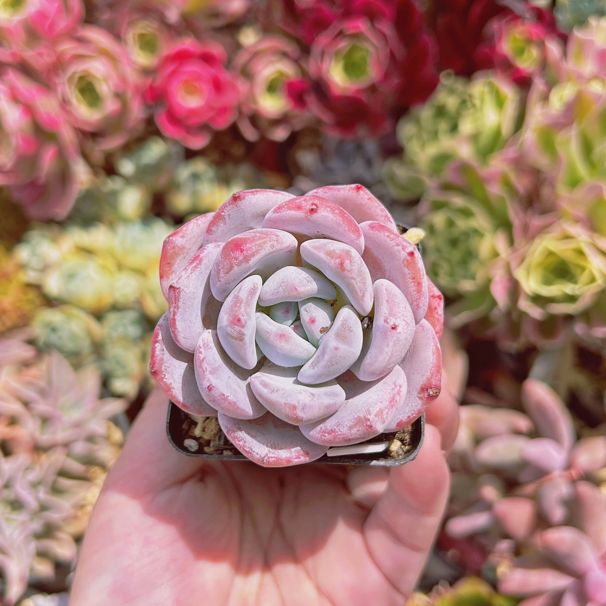 #1152現物　多肉植物　ラウイxモンロー