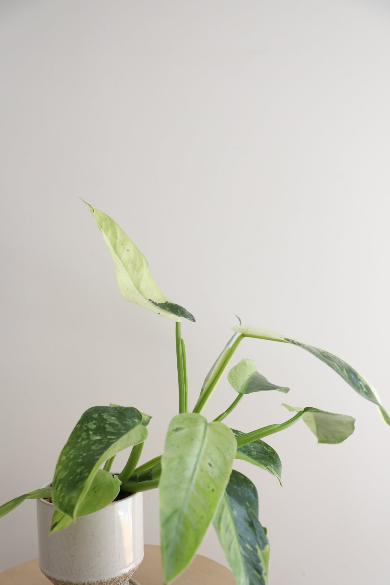M】フィロデンドロン ジョセボーノ/Philodendron | 【厳選植物・器