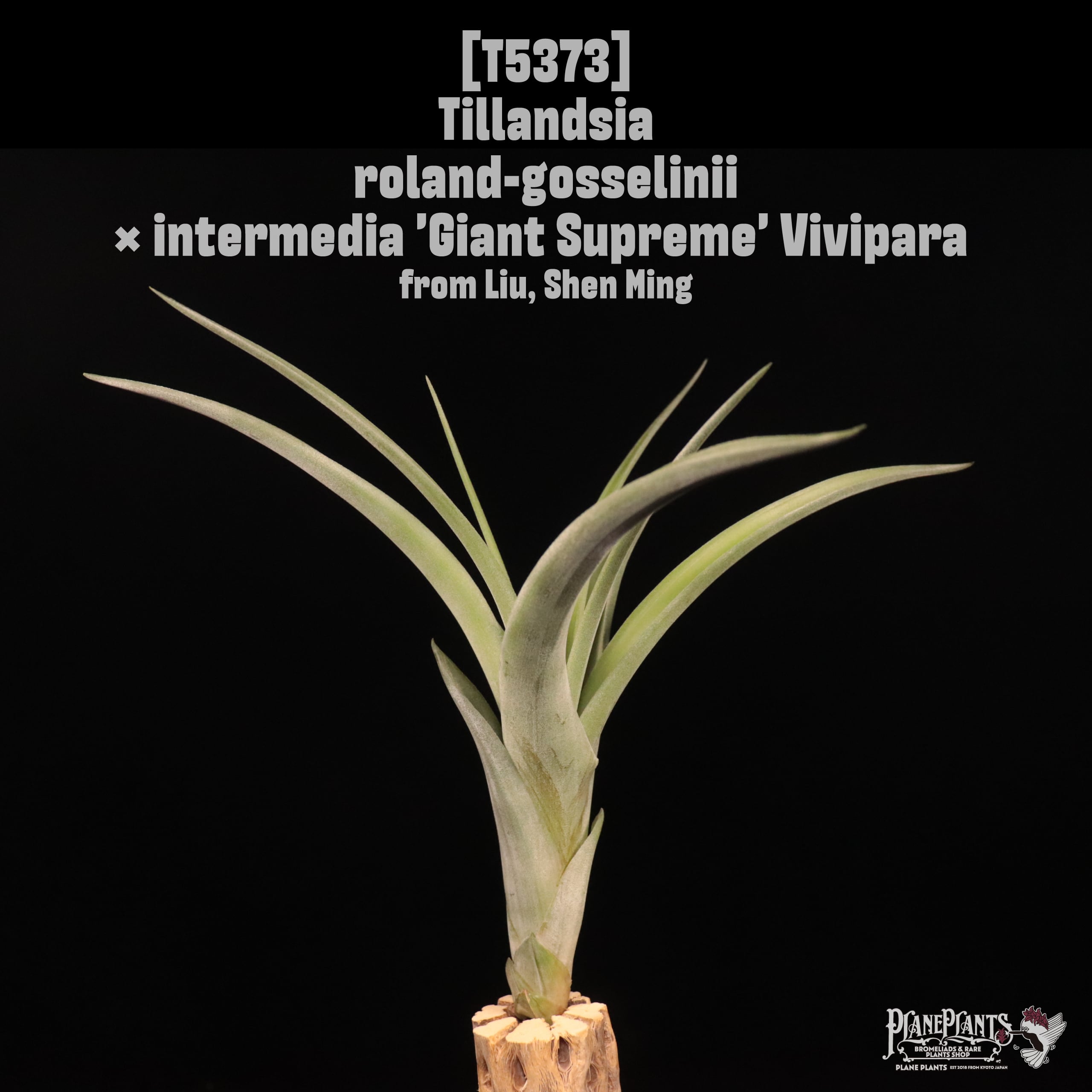 送料無料】ionantha 'Ron'(子株付き)〔エアプランツ〕現品発送T1380