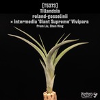 【reserved】roland-gosselinii × intermedia 'Giant Supreme' Vivipara〔エアプランツ〕現品発送T5373