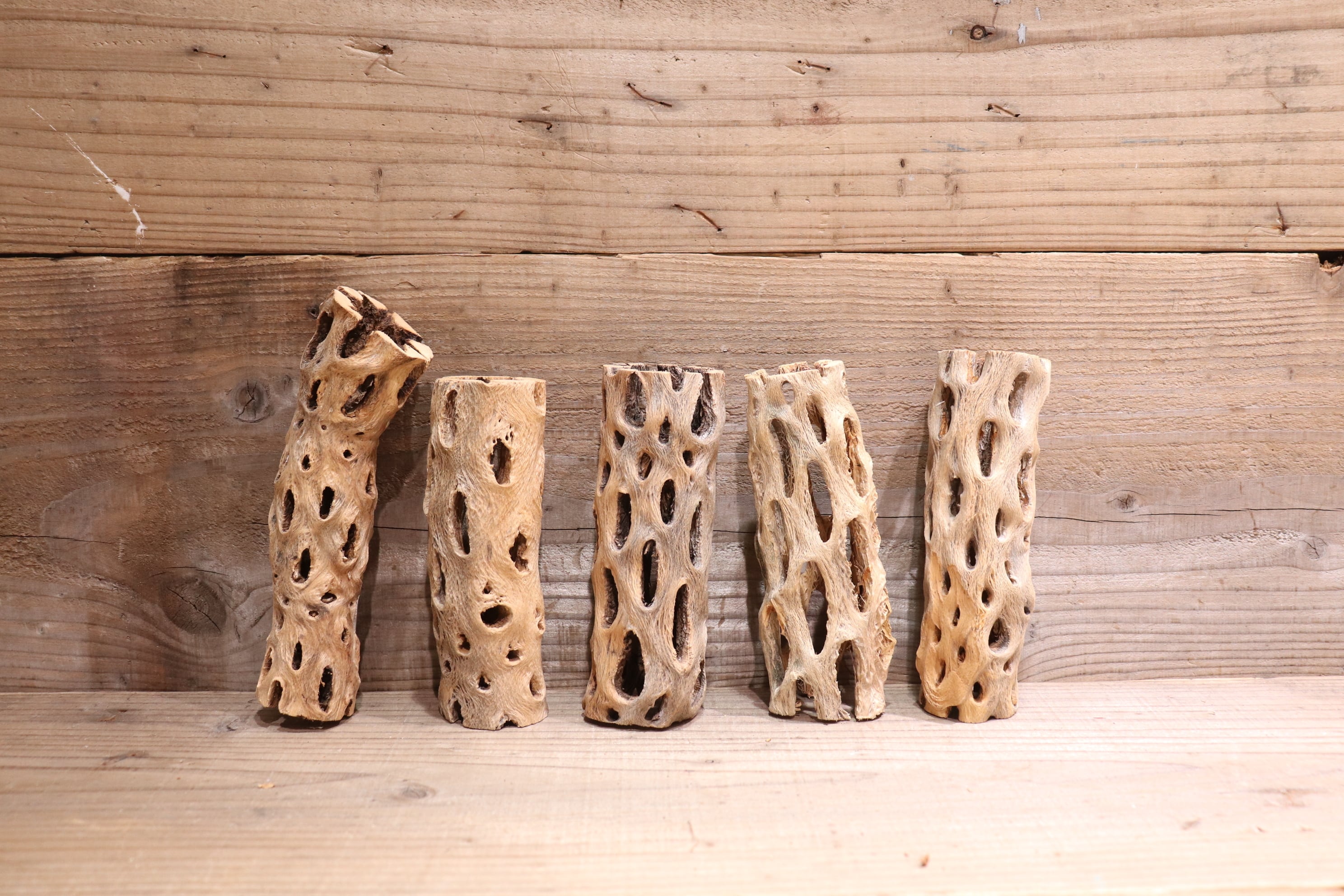 送料無料】カクタス スケルトン M (11-15cm) [M11-20] | plane plants