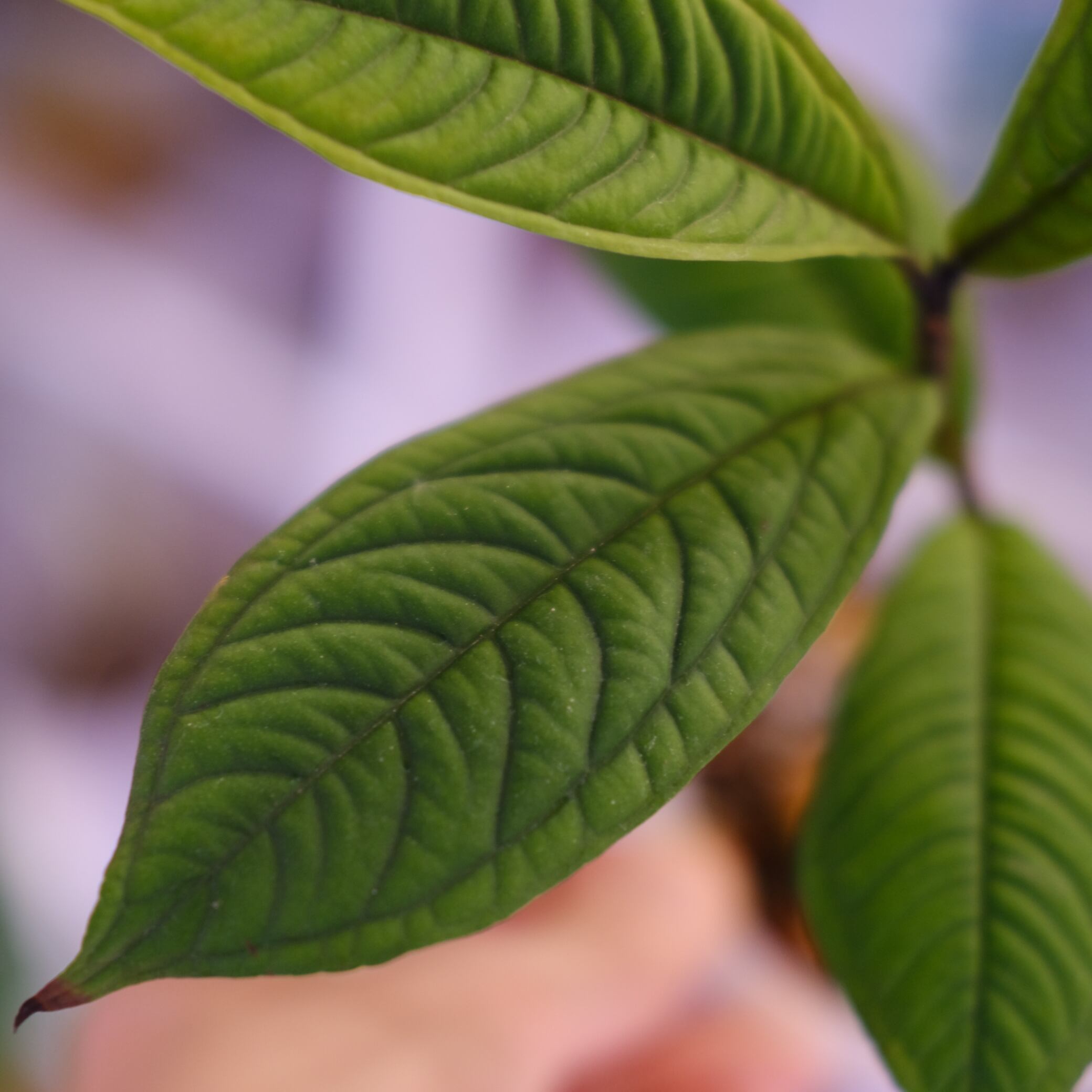 Syzygium jiewhoei｜シジギウム ジエホエイ③｜希少フトモモ科植物