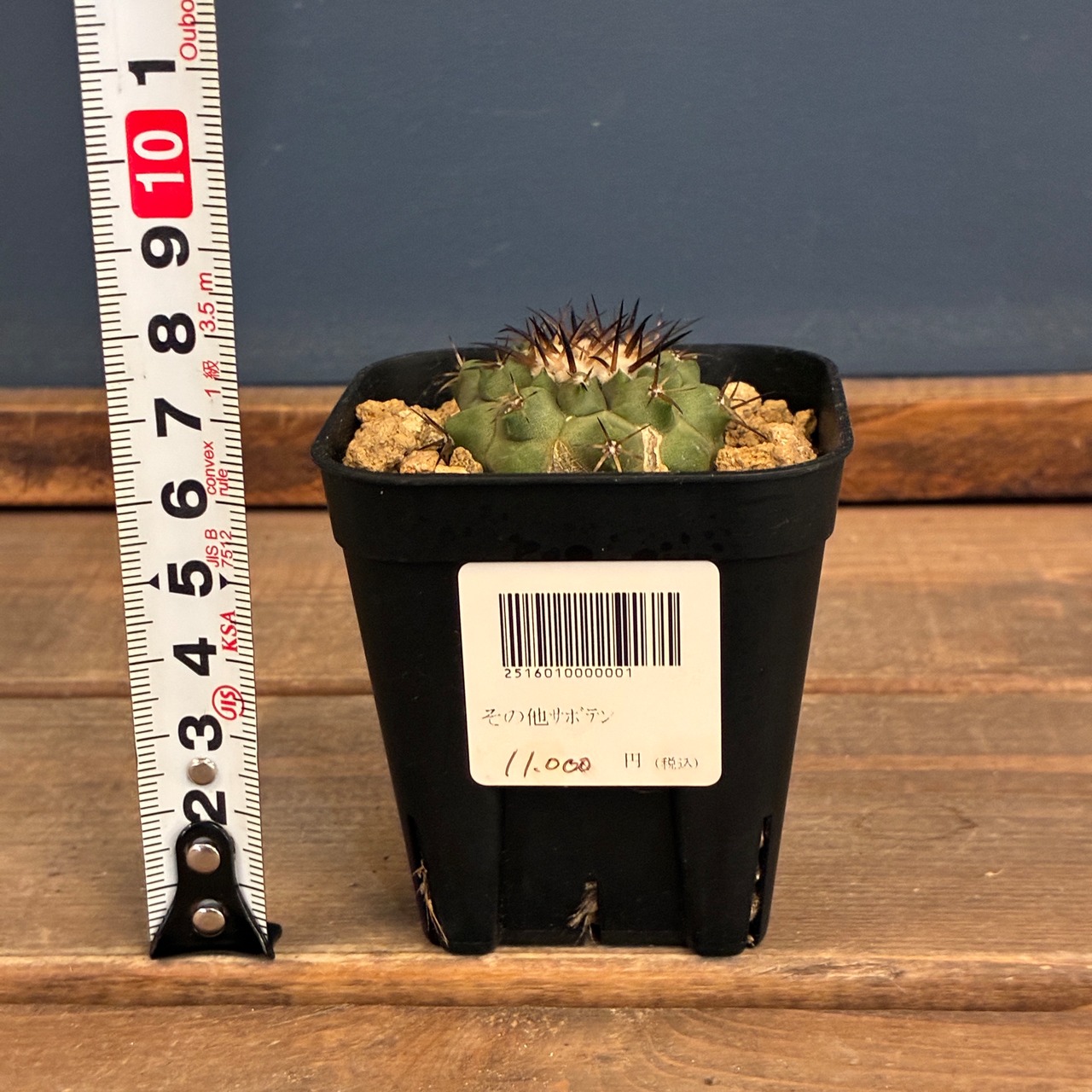 【Copiapoa】サボテン　コピアポア　黒王丸実生【356】【再撮影】