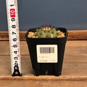 【Copiapoa】サボテン　コピアポア　黒王丸実生【356】【再撮影】