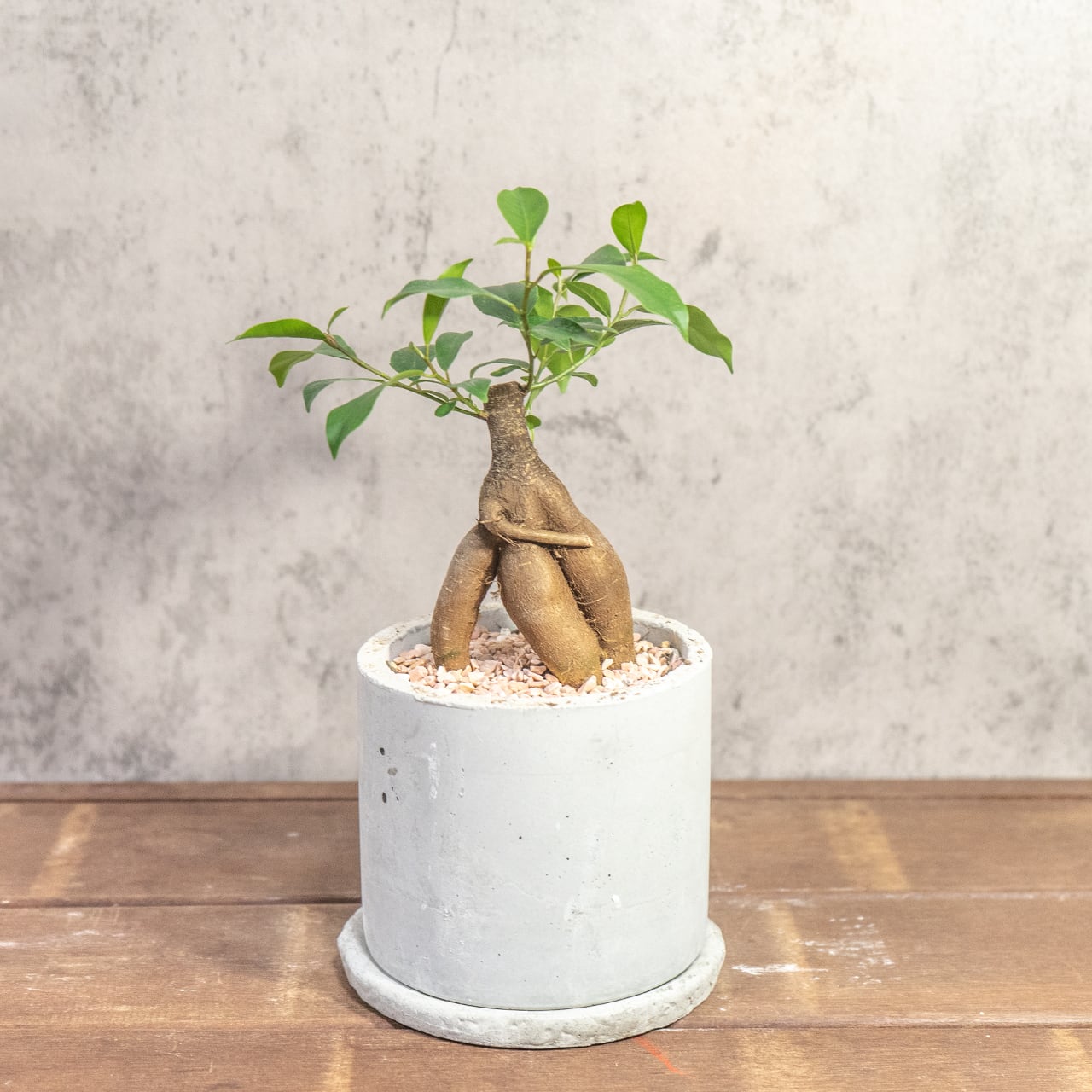 手づくりモルタル鉢仕立て 躍動感ある根形が魅力のガジュマル 根の健康を守る独自配合の用土を使用した一株ごとの厳選仕入れ個体■虫発生抑制【全国一律送料850円】