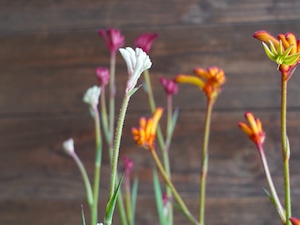 【現物】カンガルーポー Aセット(3色セット)