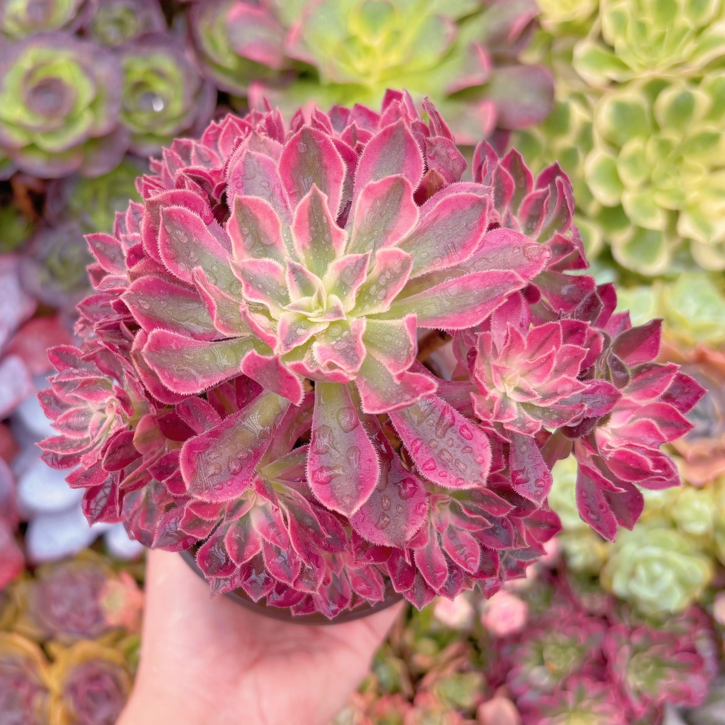 現品　美姫#627　群生　るる農園