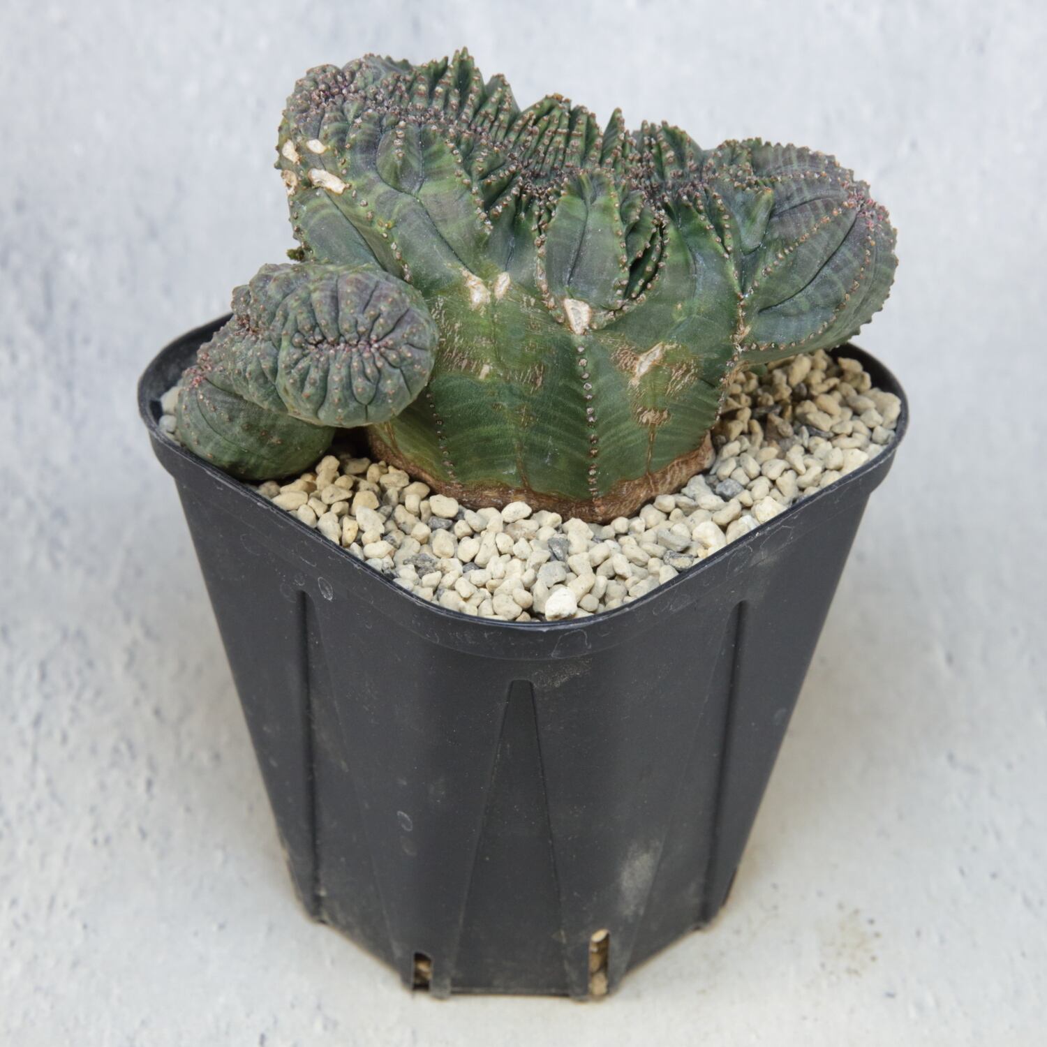 超厳選株】大株 最大幅約8.6cm 仔吹き 円扇綴化 オベサ