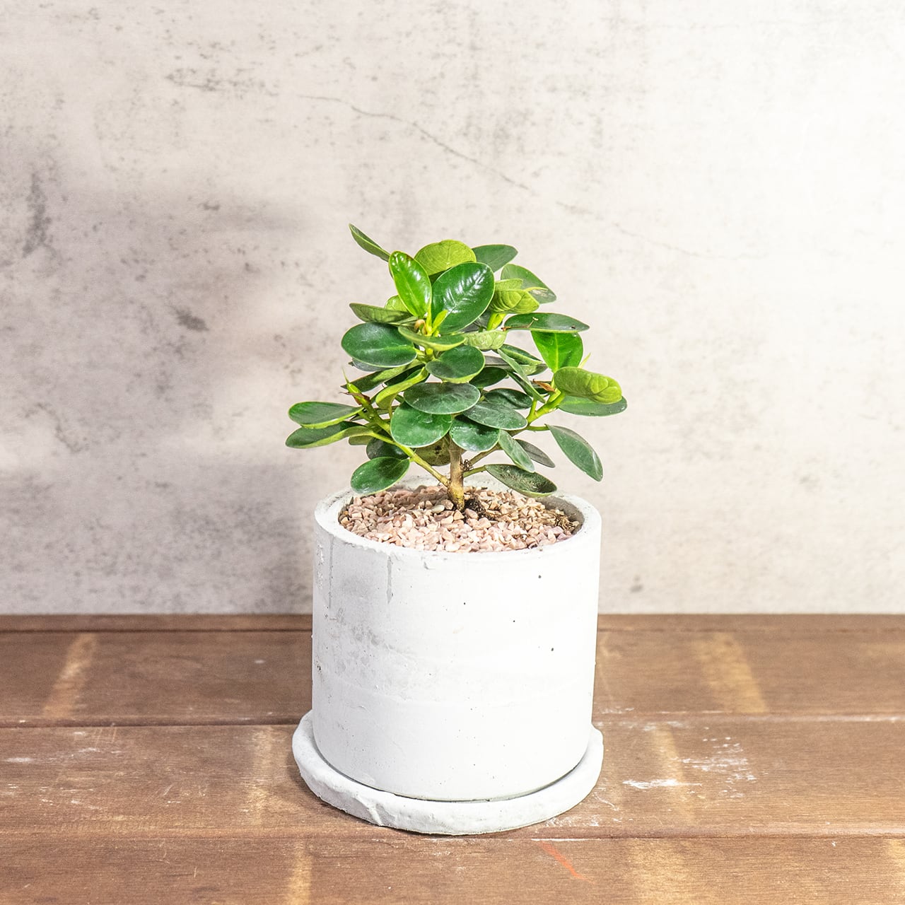 濃い緑の丸葉が密集する、生命力溢れるパンダガジュマル。根腐れを防ぐ独自配合の用土で仕立てた、健康な一鉢。長く愛でてほしい、確かな健康株をお届け。■虫発生抑制【全国一律送料850円】