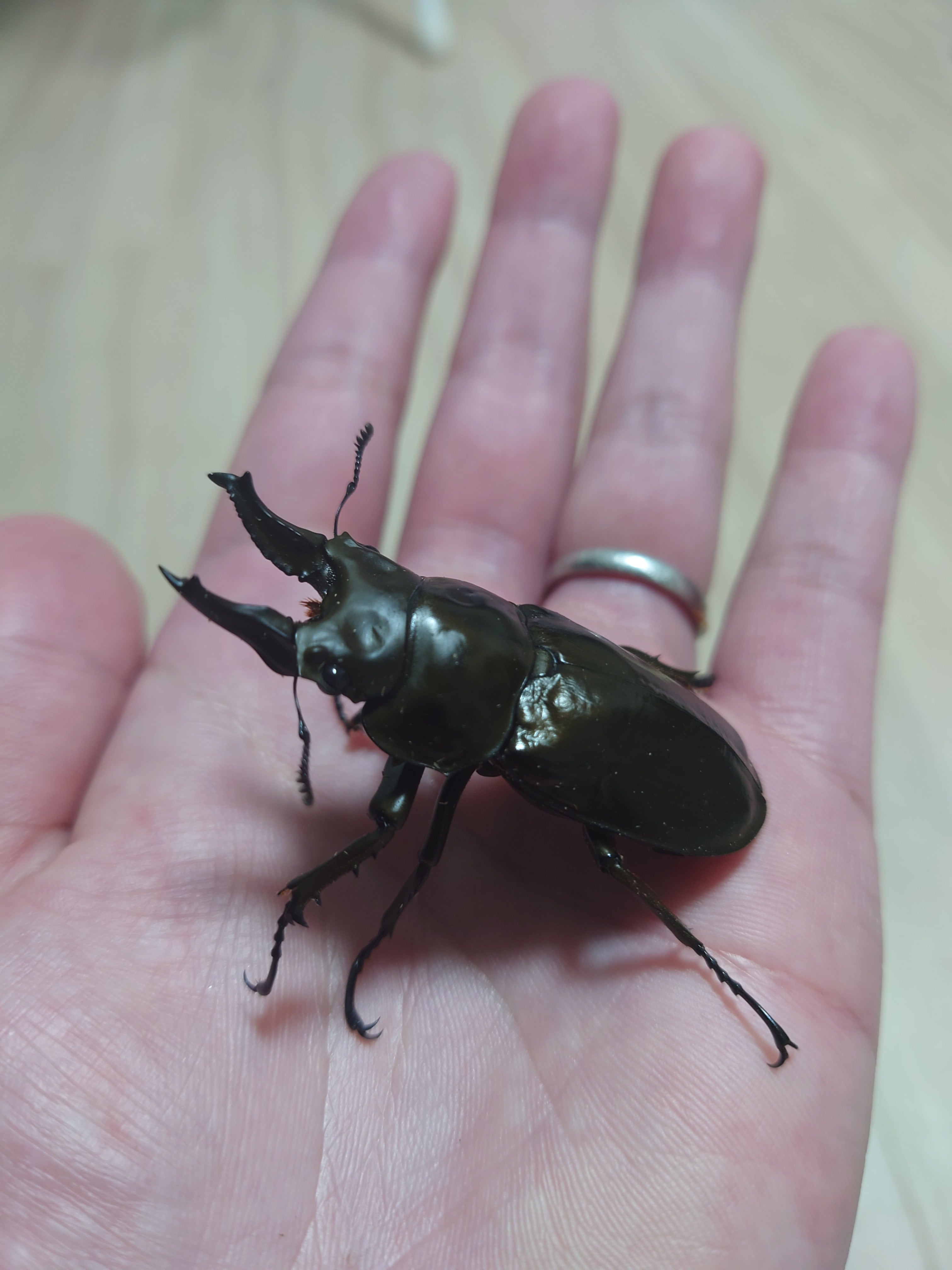 ローゼンベルグオウゴンオニクワガタ（産地：ジャワ島 ハリムン産