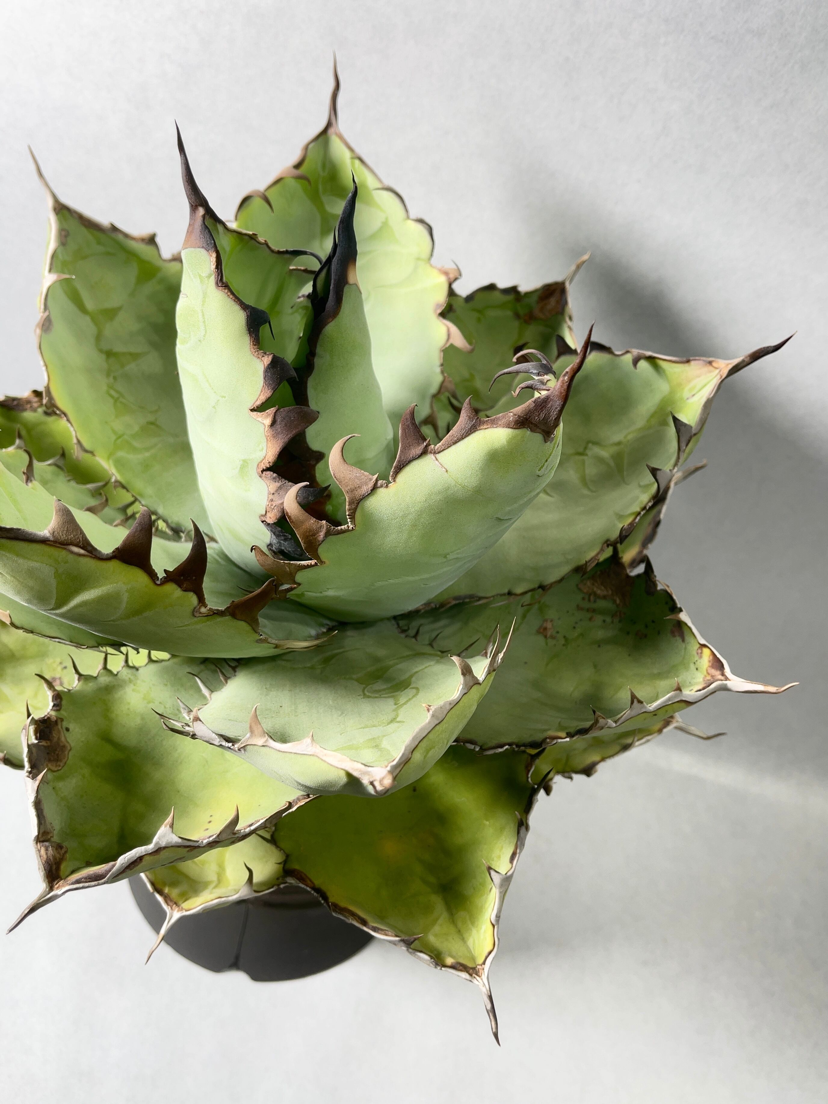 Azemichi BBB 怪獣 アガベ ブツブツ ブラックアンドブルー Azemichi BBB 怪獣 アガベ ブツブツ ブラックアンドブルー