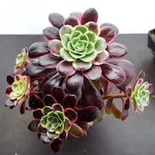 抜き苗 アエオニウム 札落ち（メデューサ？） 単頭 Aeonium sp. ('Medusa'?)