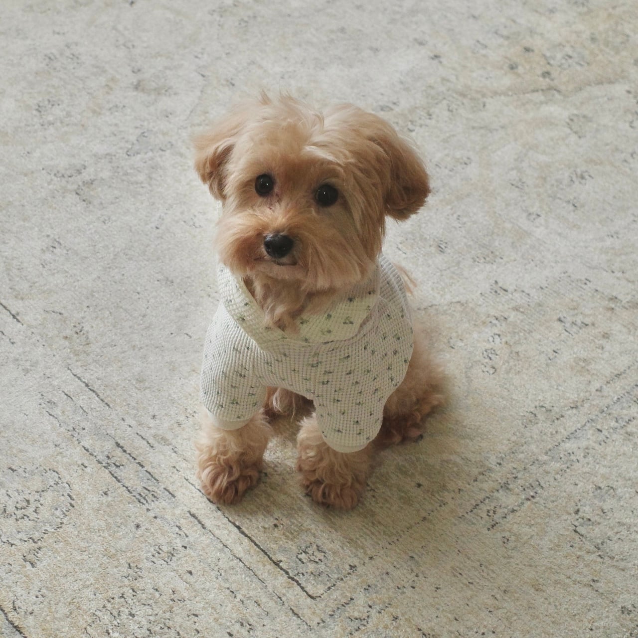 B I Q U E T Dog Wear Shop