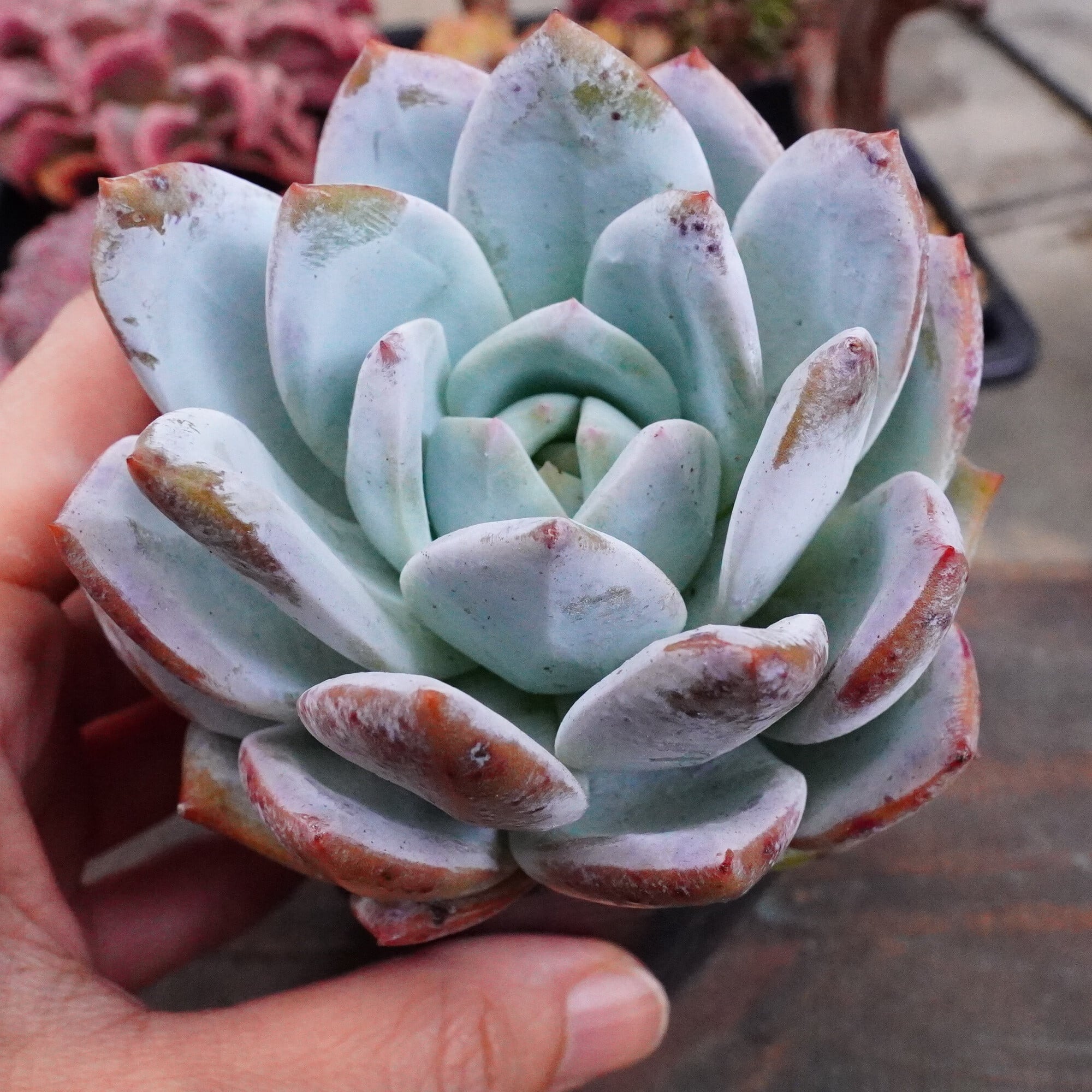 多肉植物 韓国 エケベリア 10-3221ゴーストバスト20個