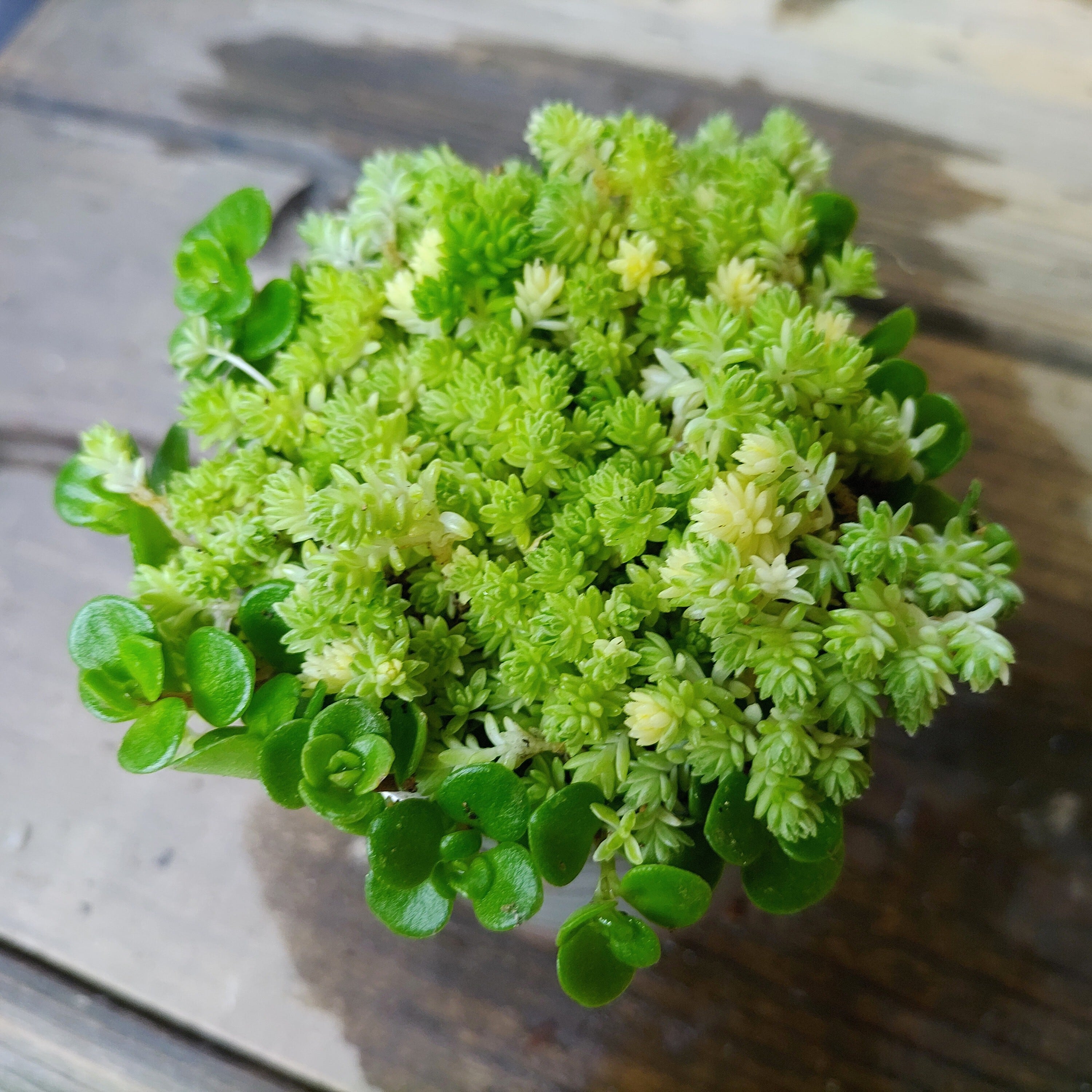 ミルクゥージとセダムの寄せ植え | RuPo 多肉植物専門店