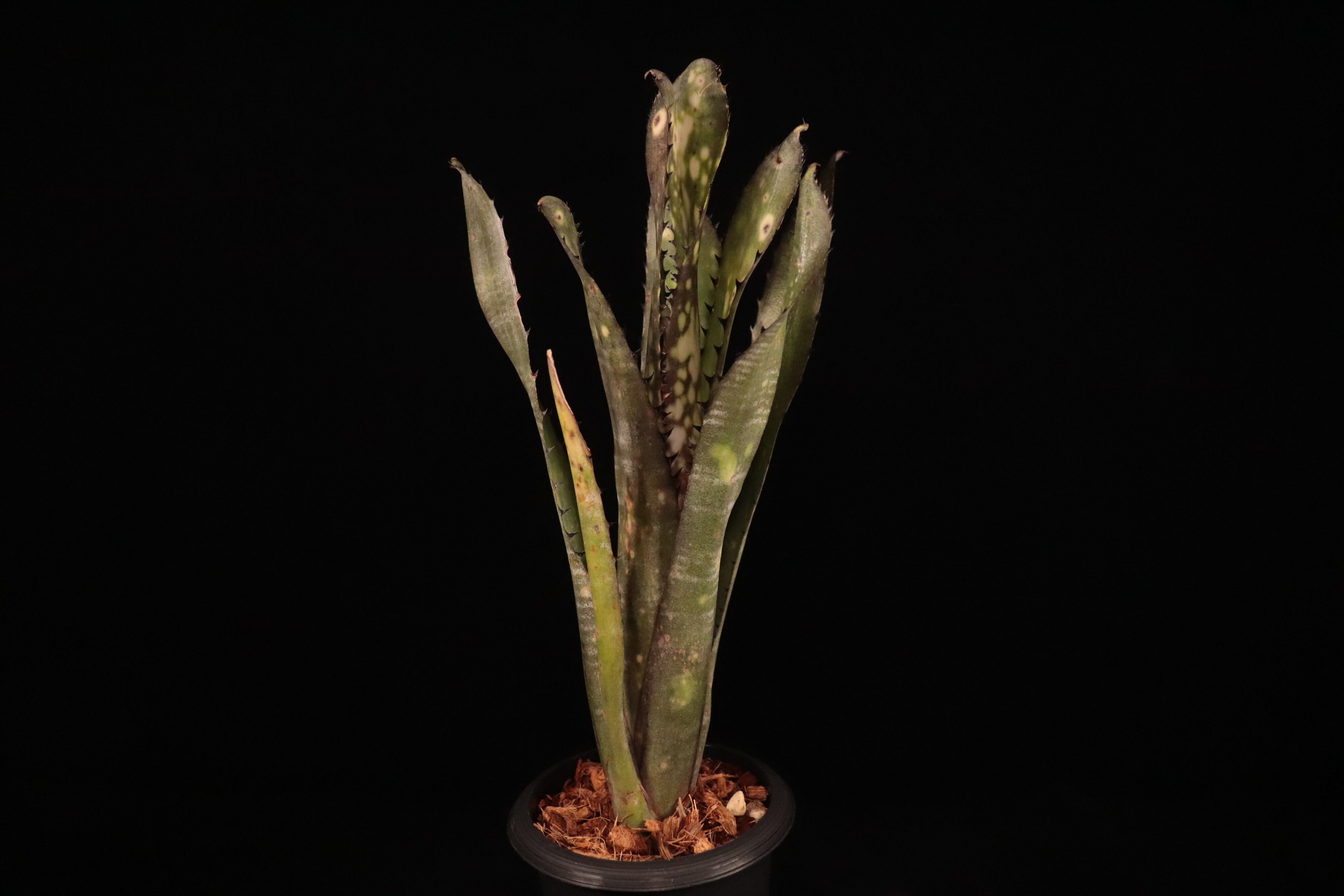 送料無料】Billbergia 'Kolan Purple Piranha'〔ビルベルギア〕現品