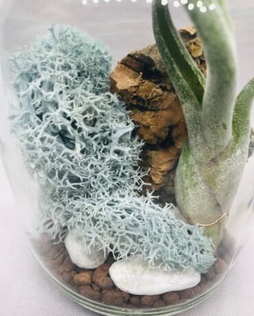 MOSS TERRARIUM／苔テラリウム(ブルーミスト) | 苔玉通販 -ハナタチバナ-