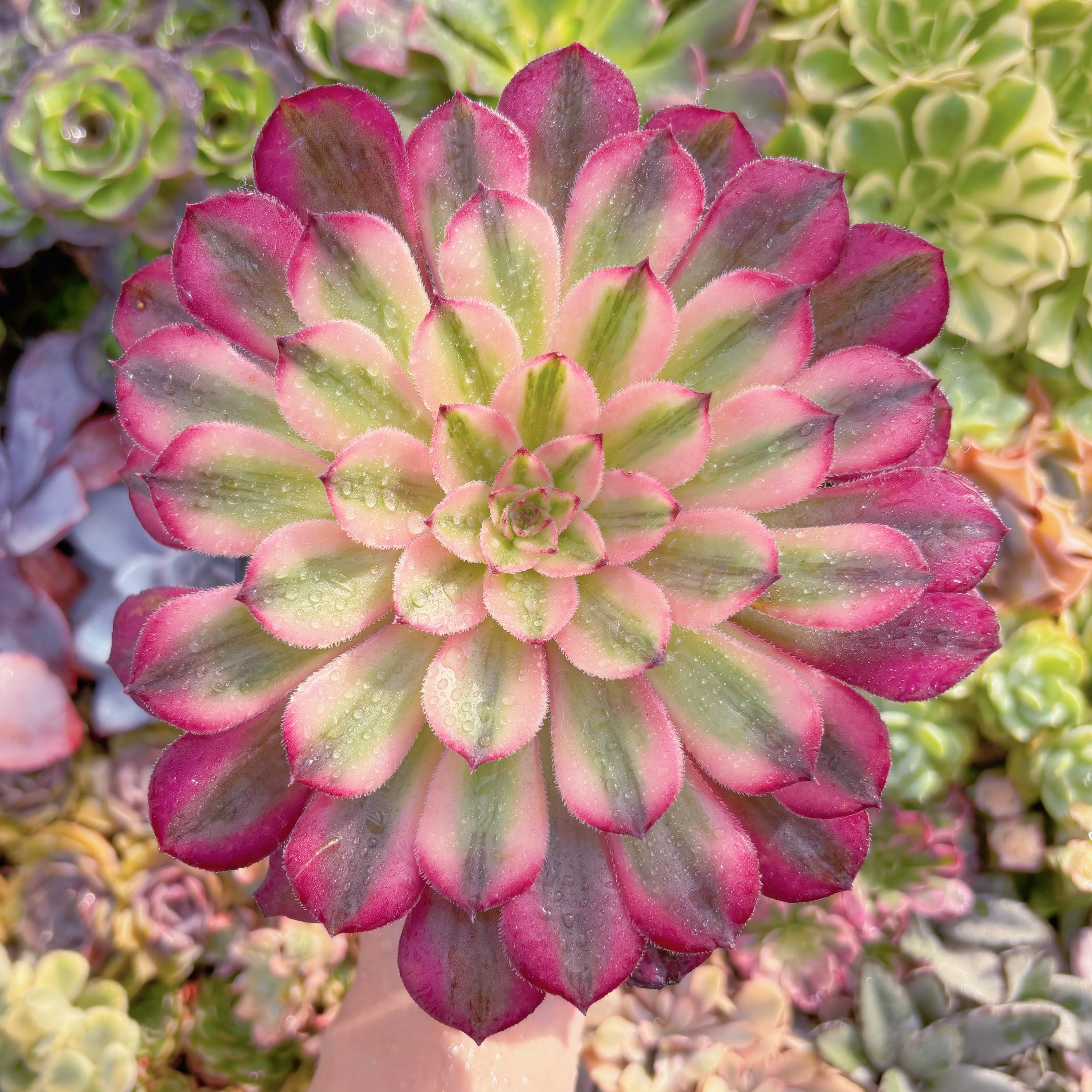 現品　白月光#F214　大群生　るる農園