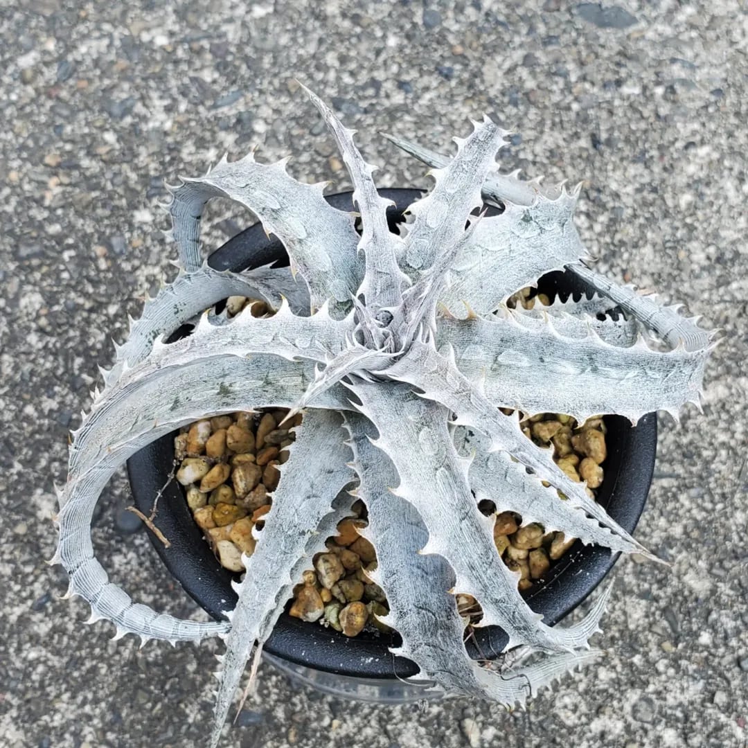 ハイブリッド系 | レアプランツ通販サイトPlants Maniax（プランツ