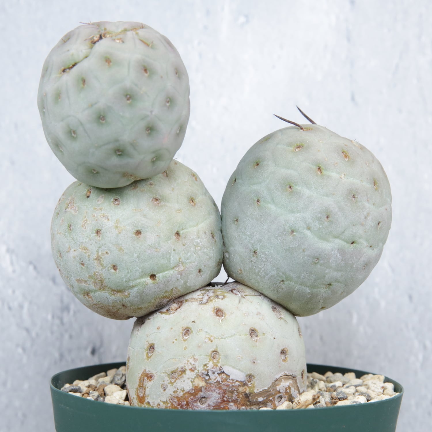 大球 4球 棘無し テフロカクタス ゲオメトリクス | LIGHTHOUSE.PLANTS