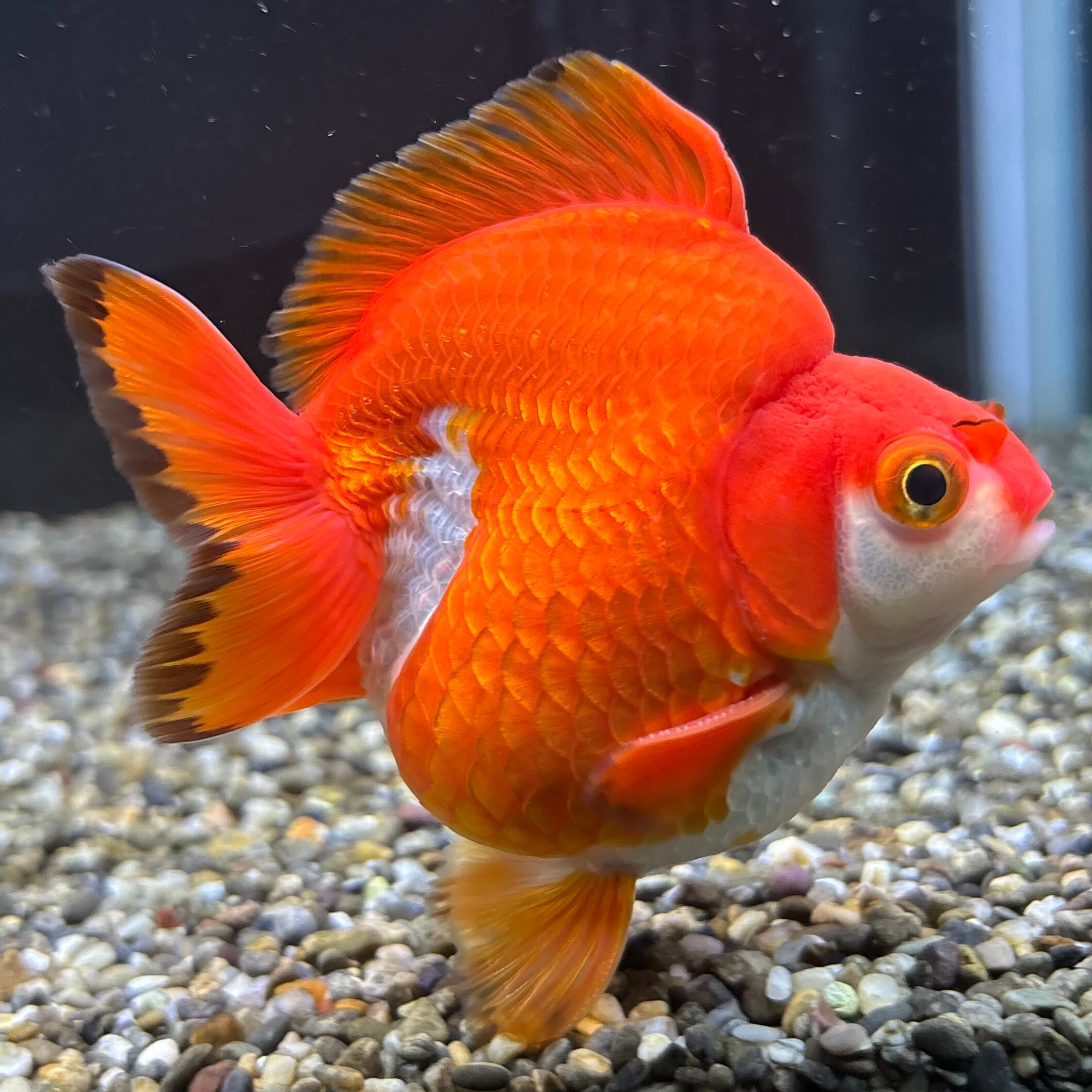 特大上物・だるま琉金15cm前後P(0716-9)